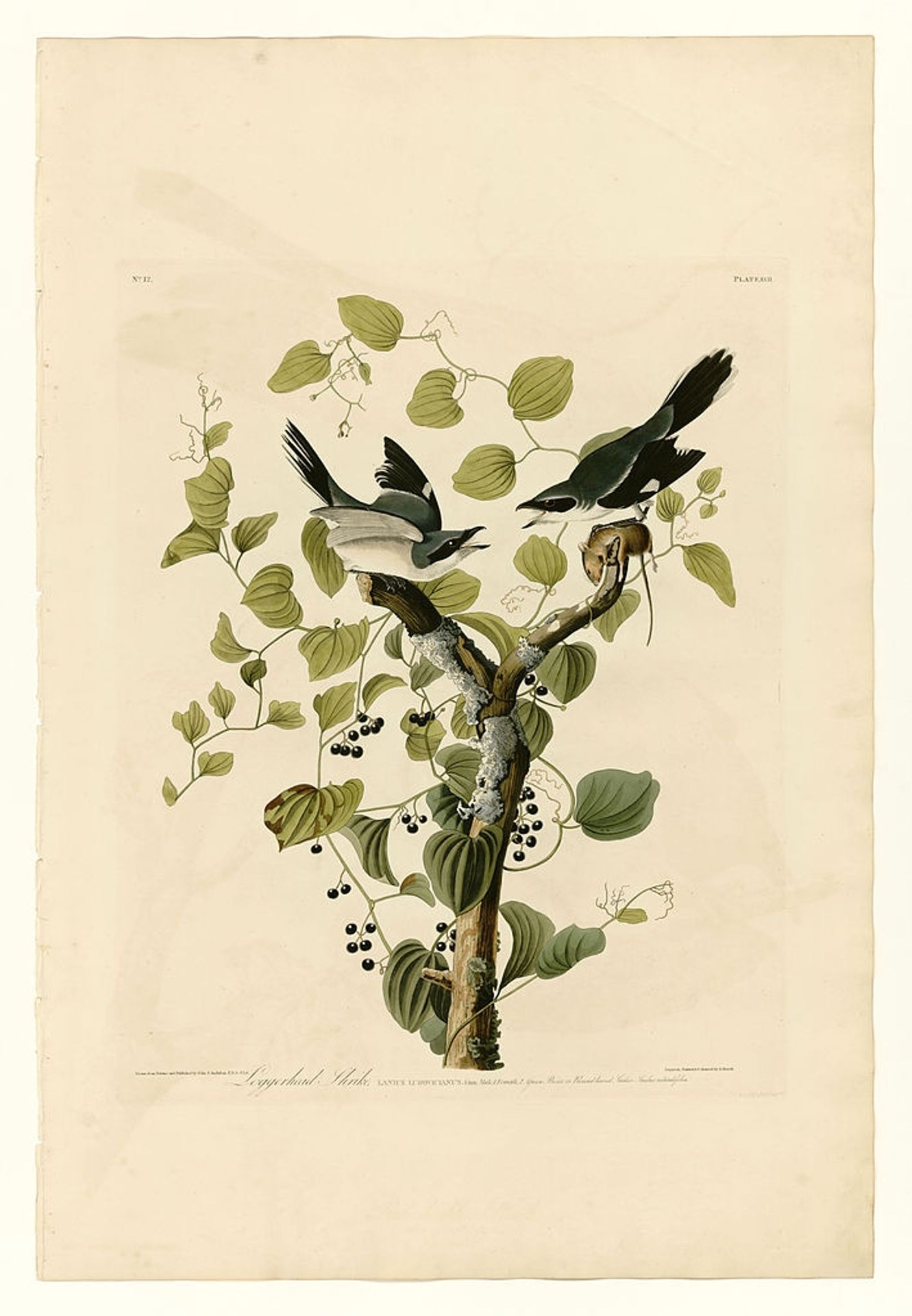 Plate 57. Loggerhead Shrike by John James Audubon