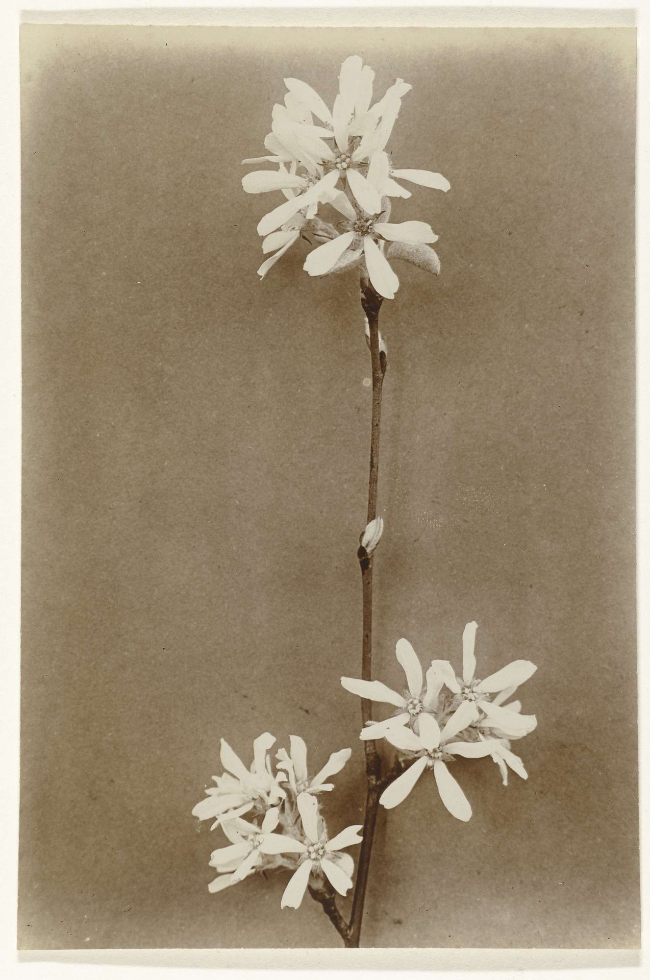 Tak met bloemen by Richard Tepe
