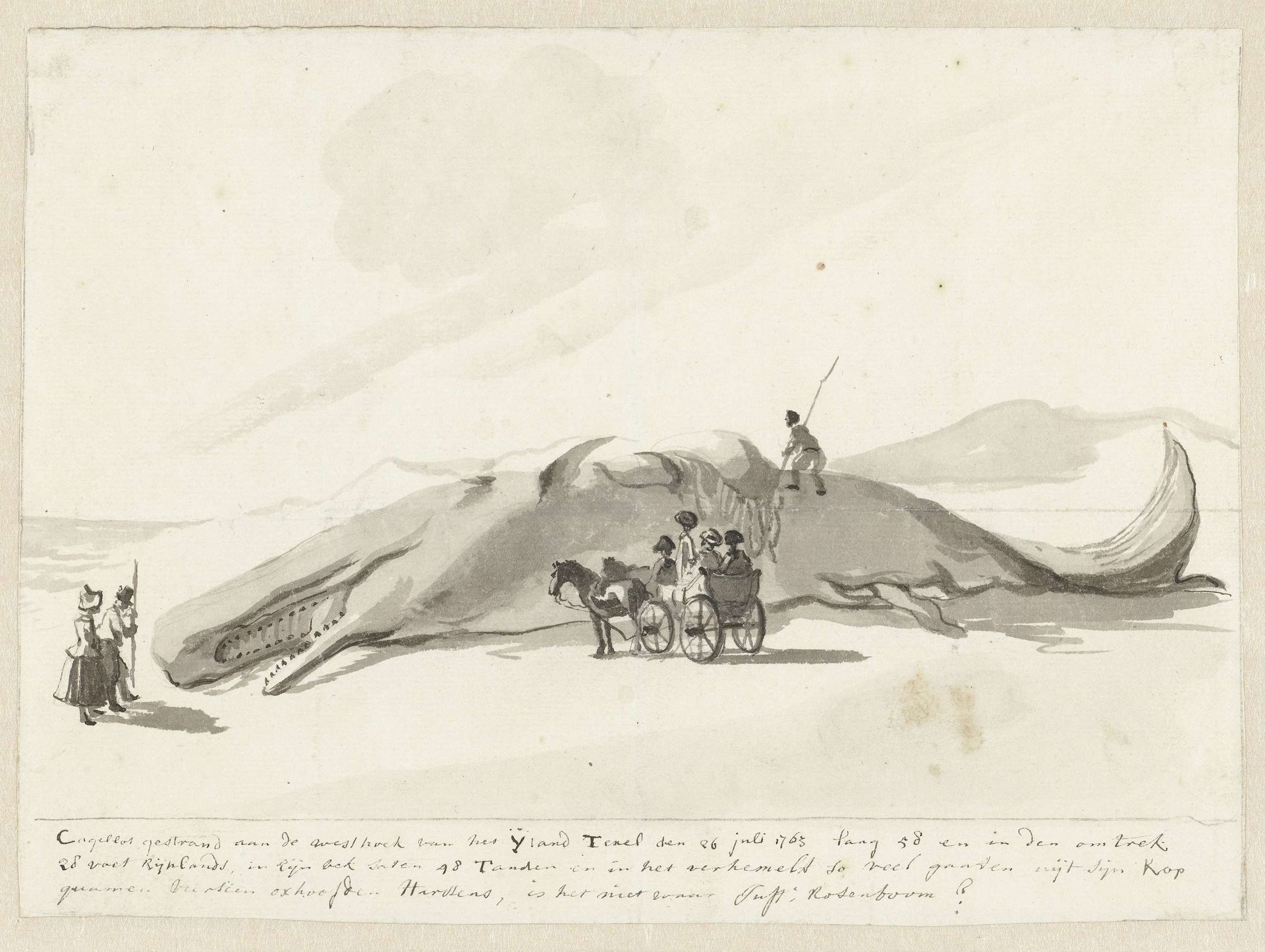 Gestrande walvis op Texel, 1763 by Jurriaan Andriessen