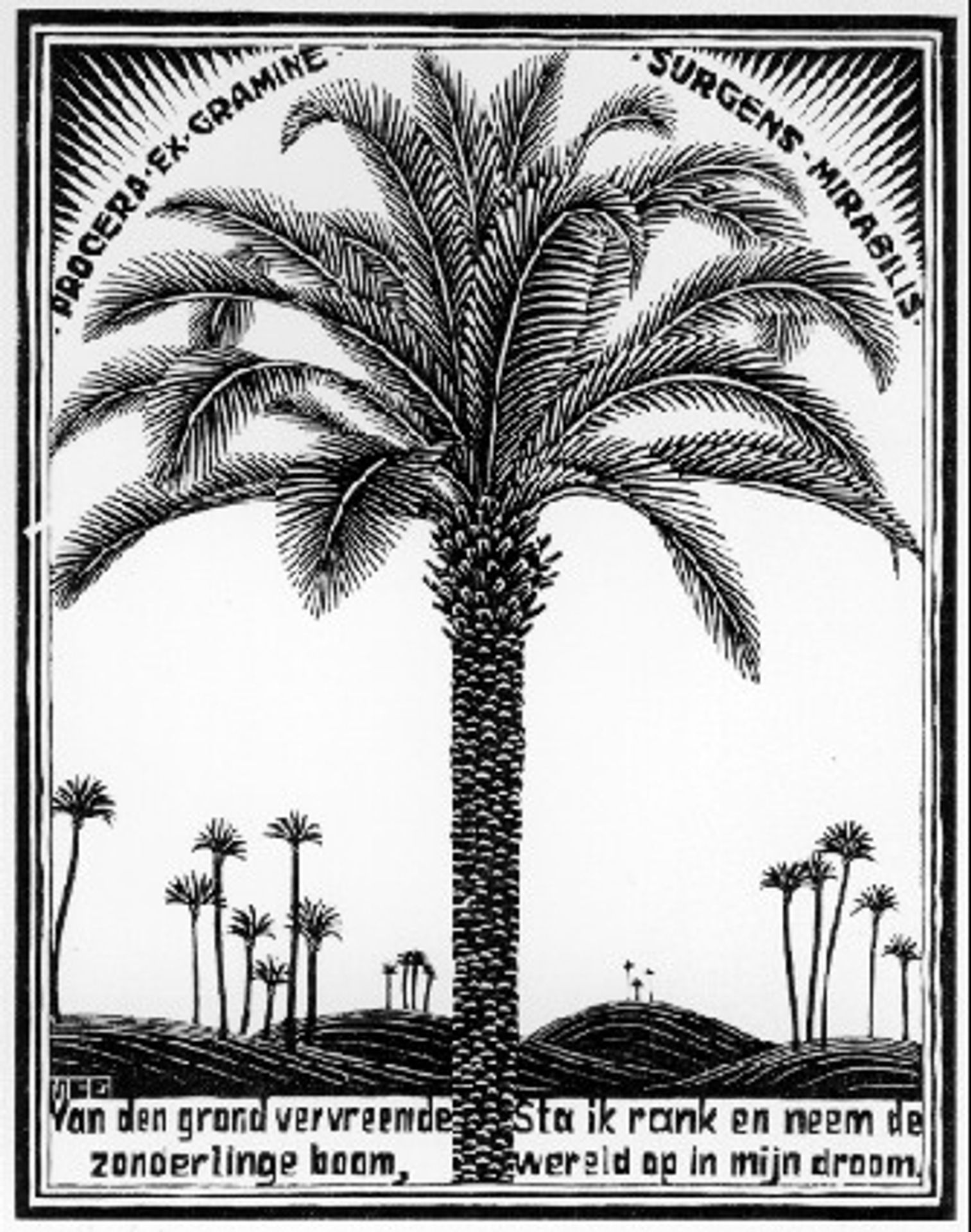 Palm Tree by M.C. Escher