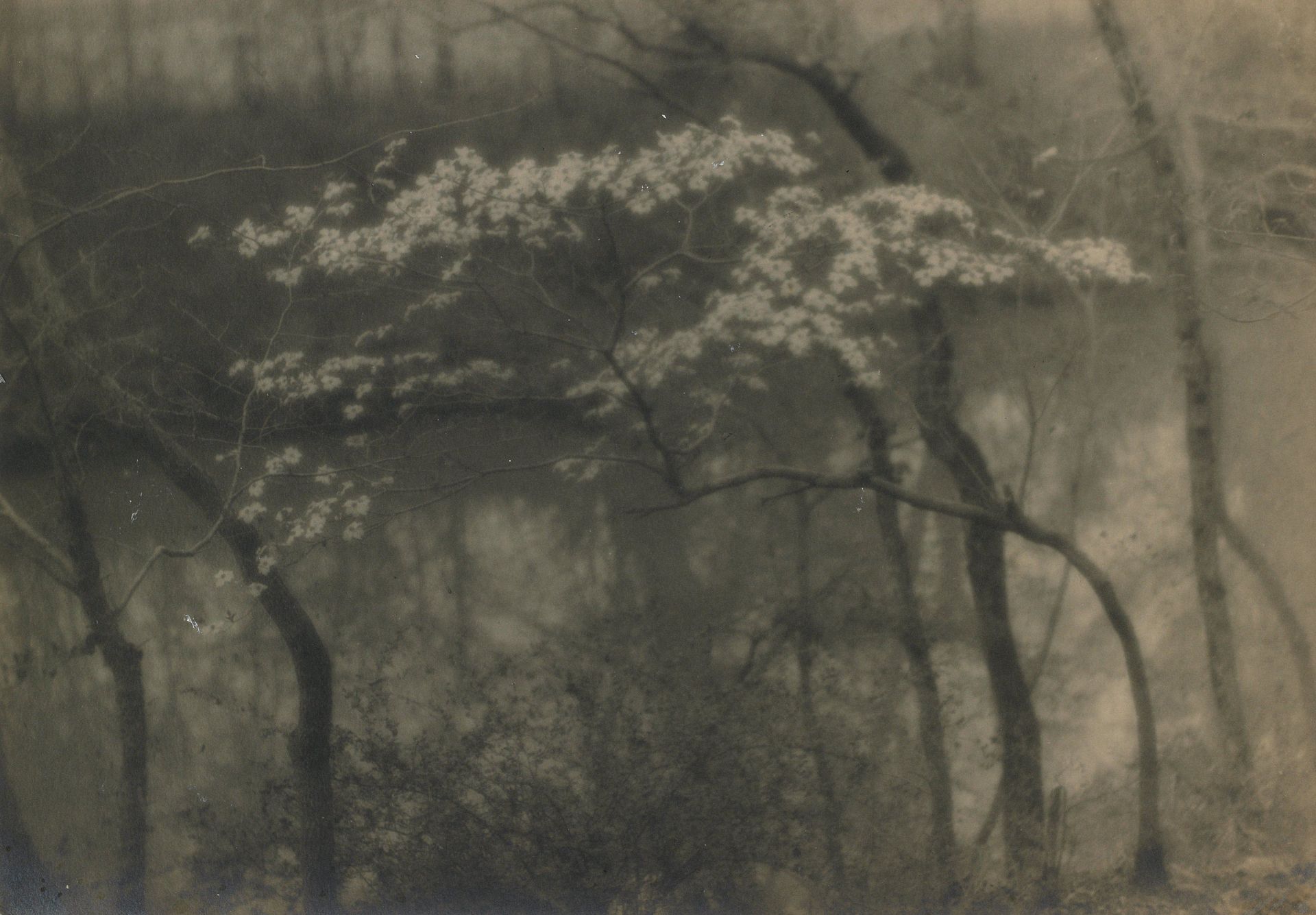 Untitled [flowering small tree along river bank] by J. H. Field