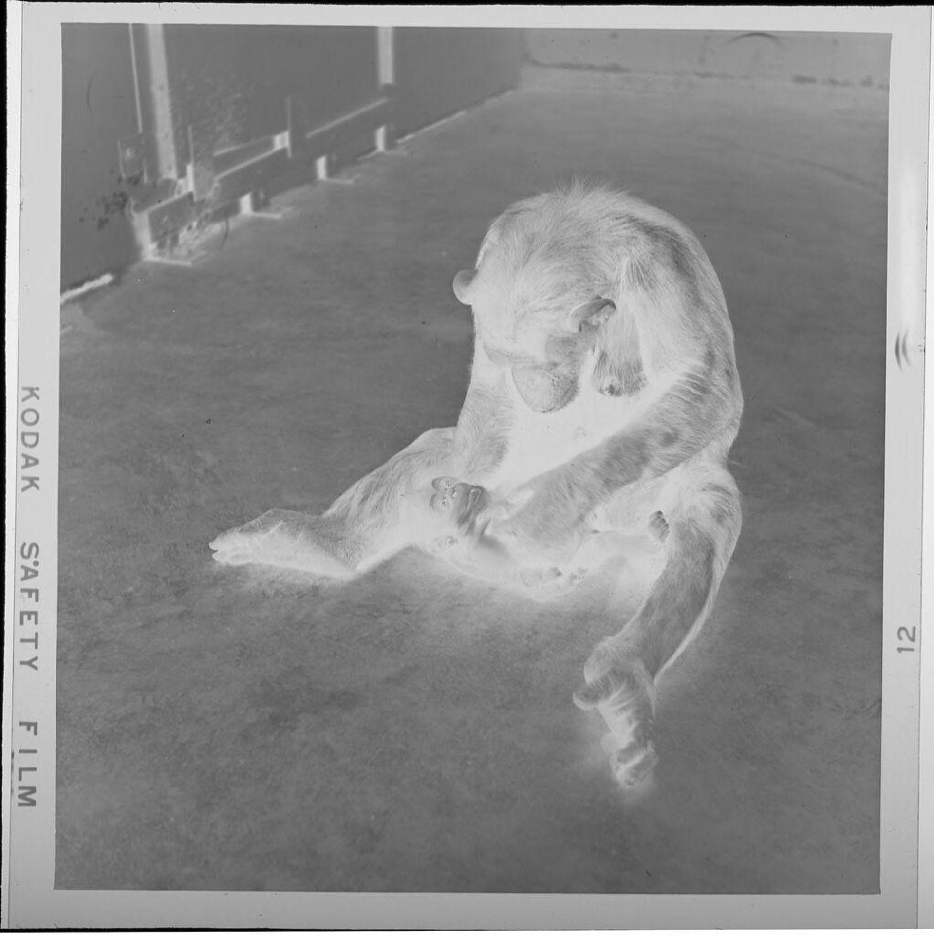 Untitled (mother chimp with baby chimp) by Jack Gould