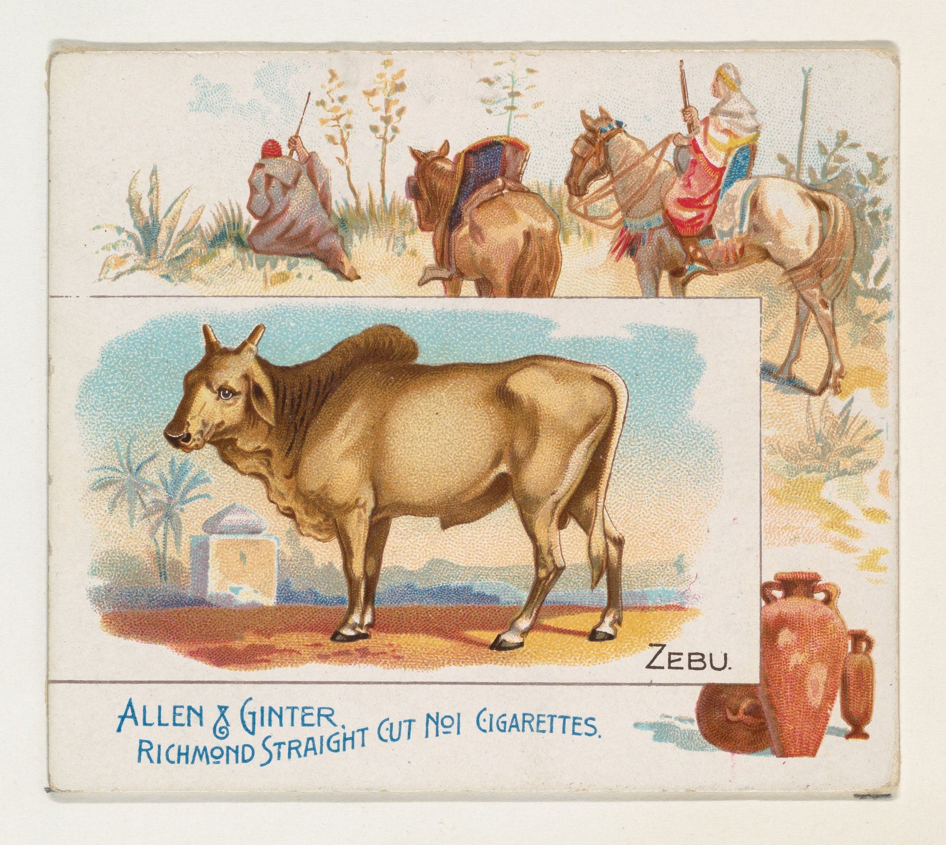 Zebu, from Quadrupeds series (N41) for Allen & Ginter Cigarettes by Allen & Ginter