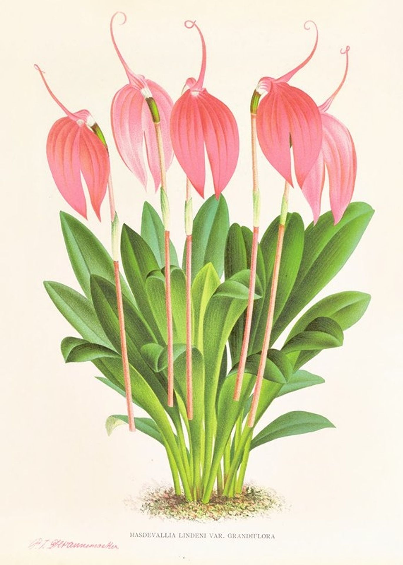 Masdevallia lindeni var grandiflora by Jean Jules Linden