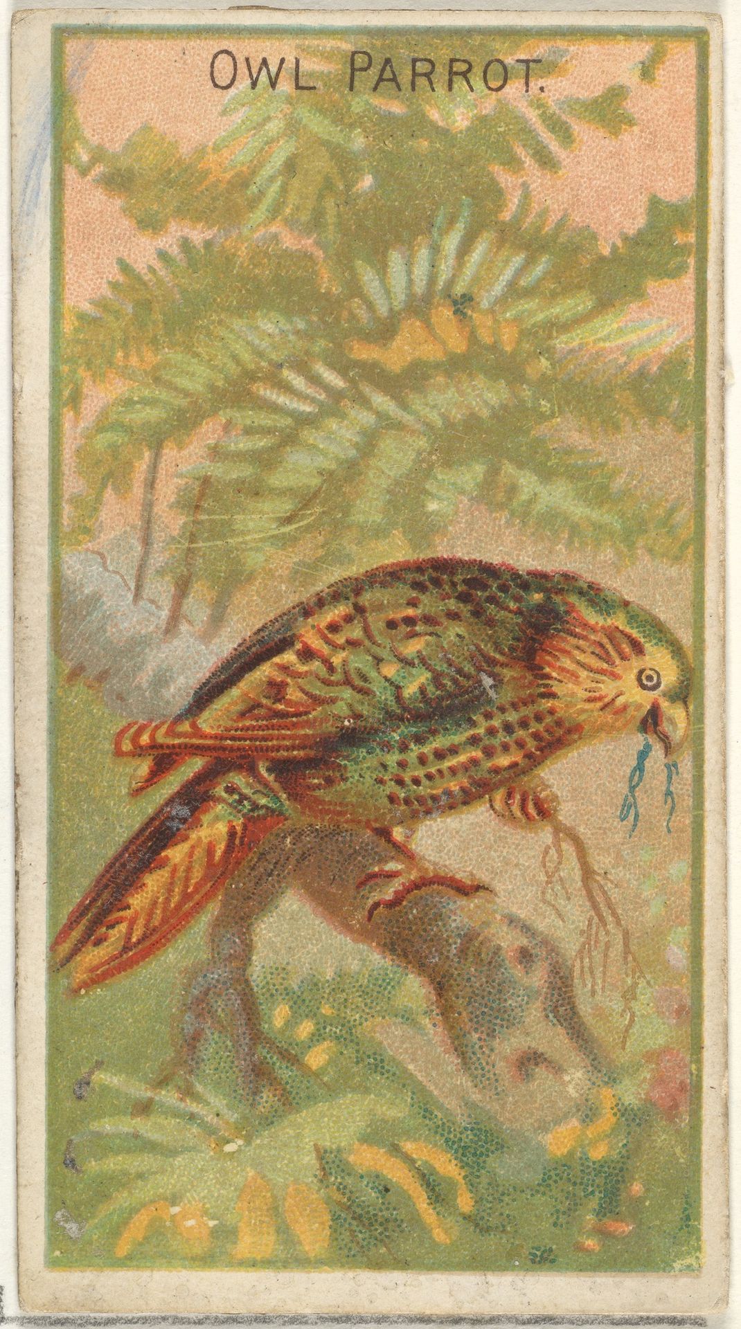 Owl Parrot, from the Birds of the Tropics series (N5) for Allen & Ginter Cigarettes Brands by Allen & Ginter