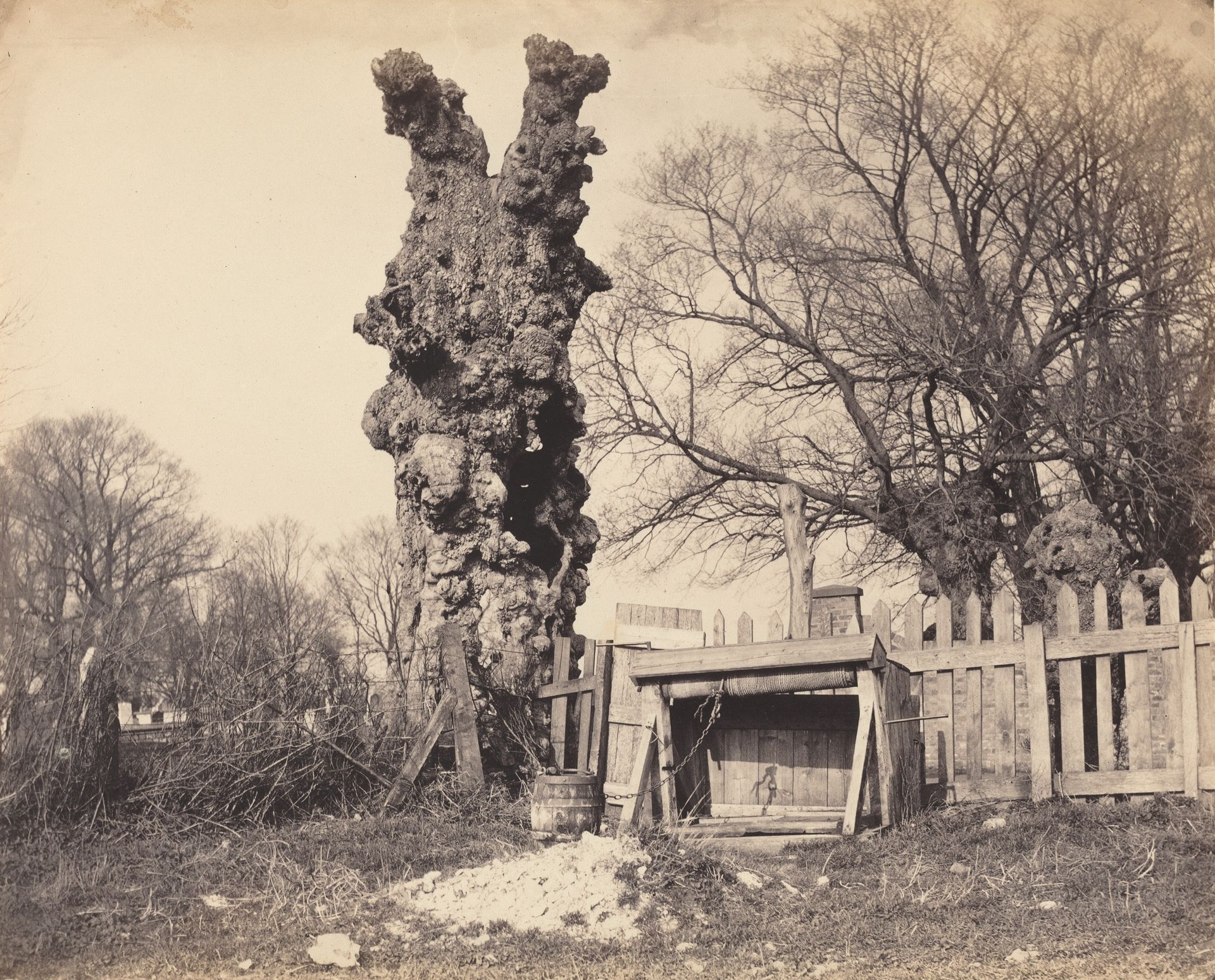 Old Tree near Chatham by Anonymous