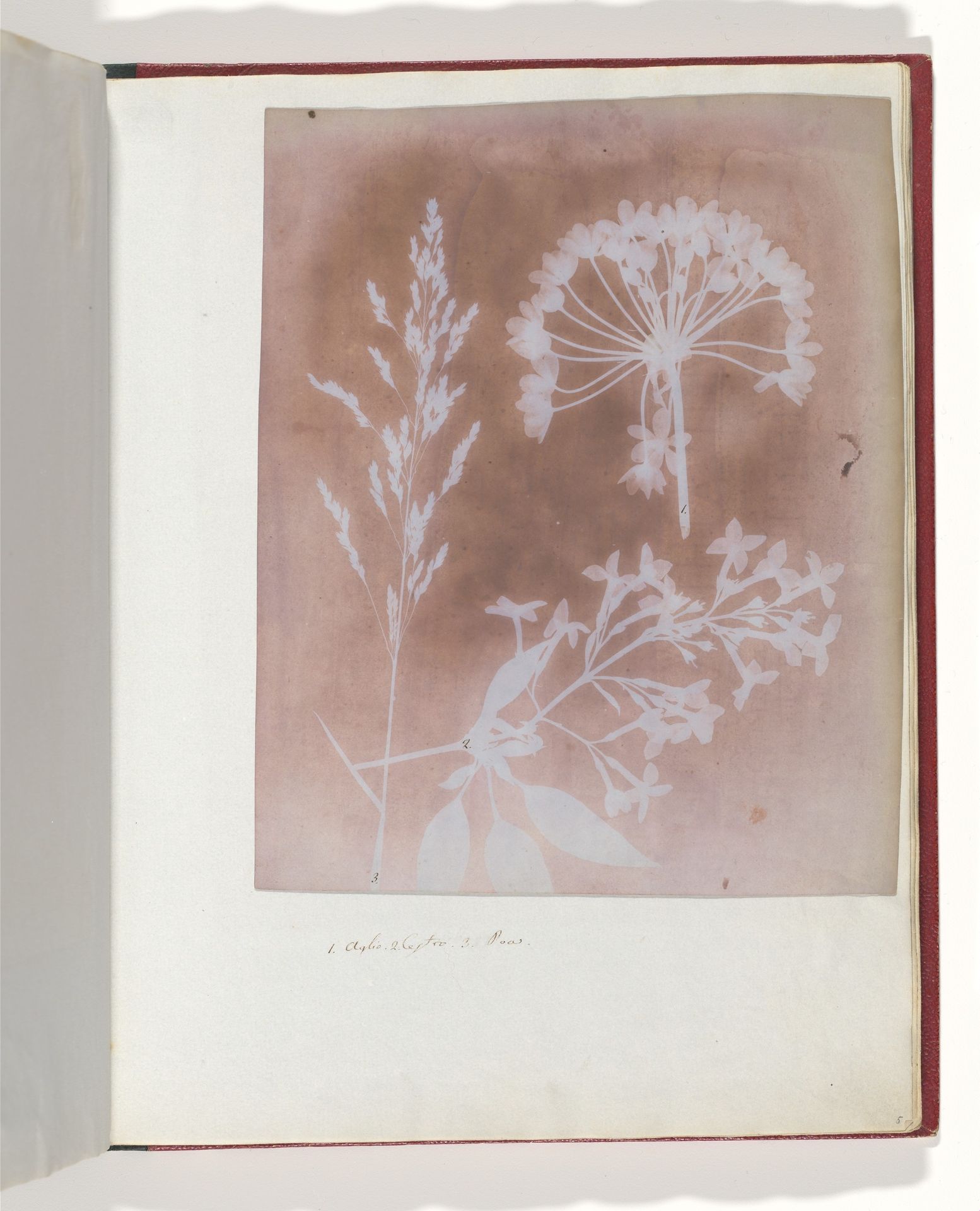 1. Aglio. 2. Cestro. 3. Poa. by William Henry Fox Talbot
