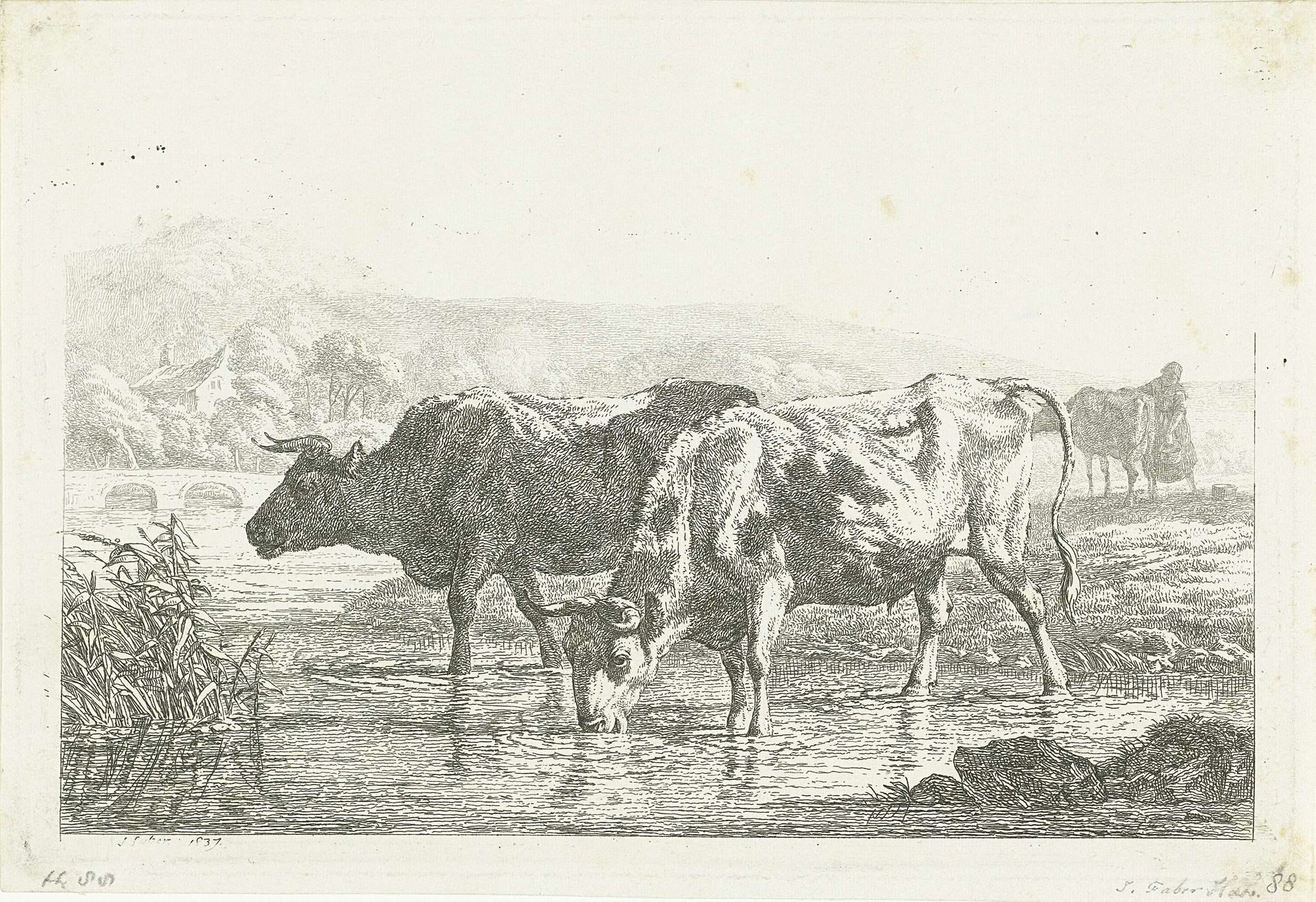 Twee drinkende koeien by Frédéric Théodore Faber