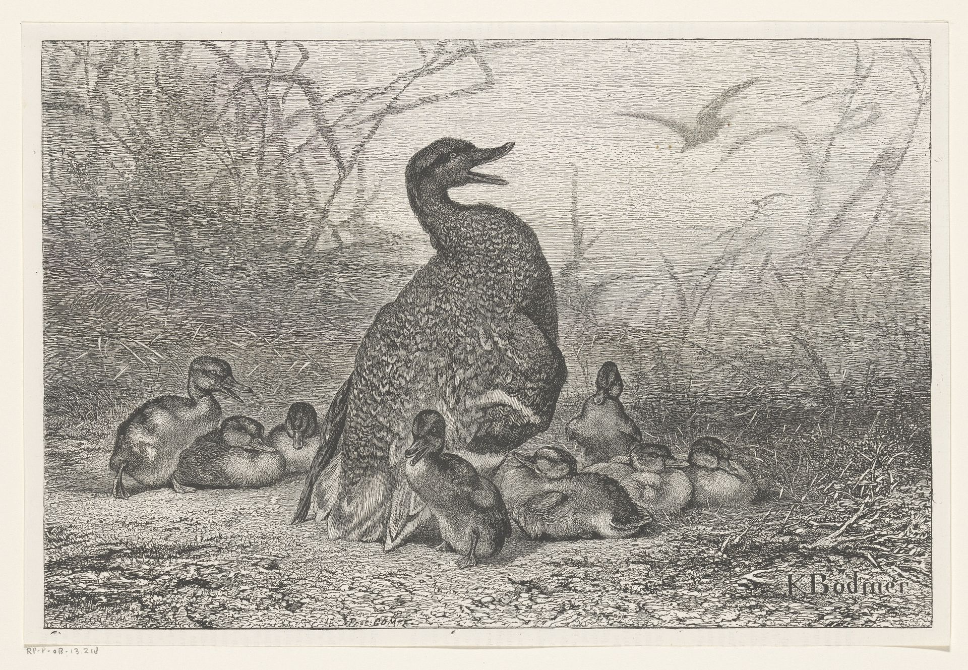 Eend met jongen by Karl Bodmer