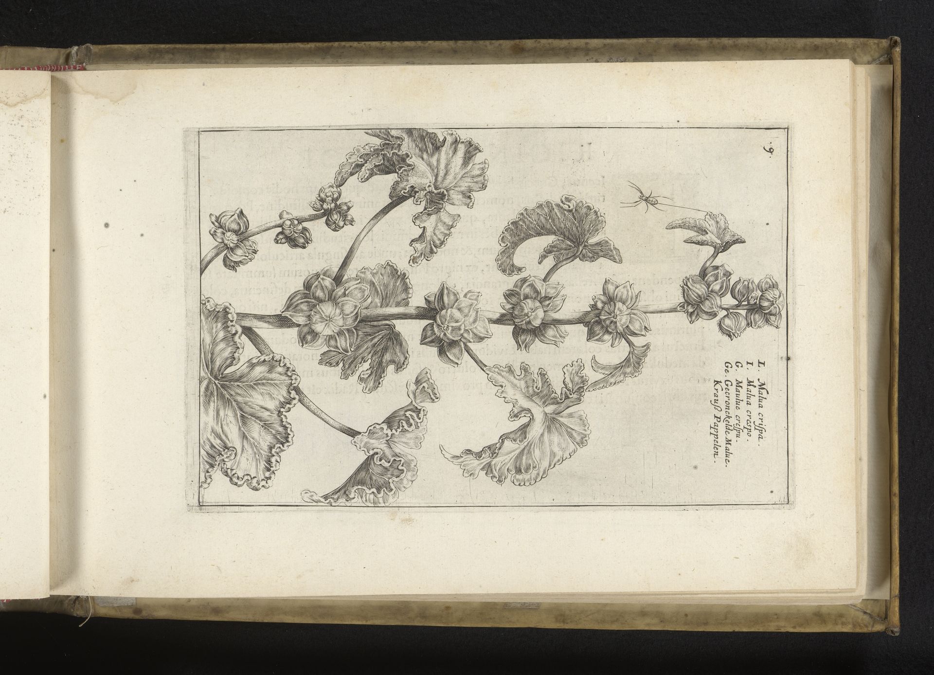 Krulmalva by Crispijn van de (II) Passe