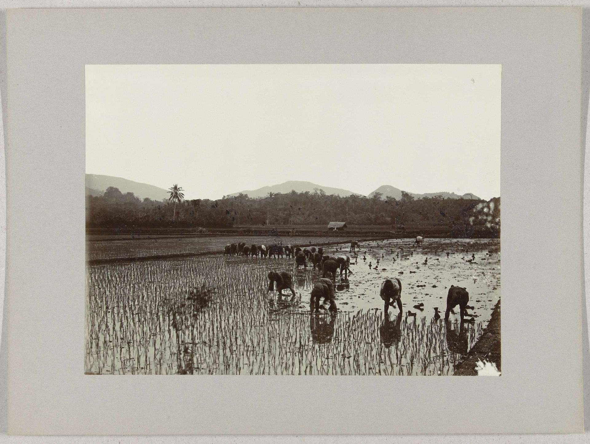 Sawah met rijstplanters, Nederlands-Indië by Onnes Kurkdjian
