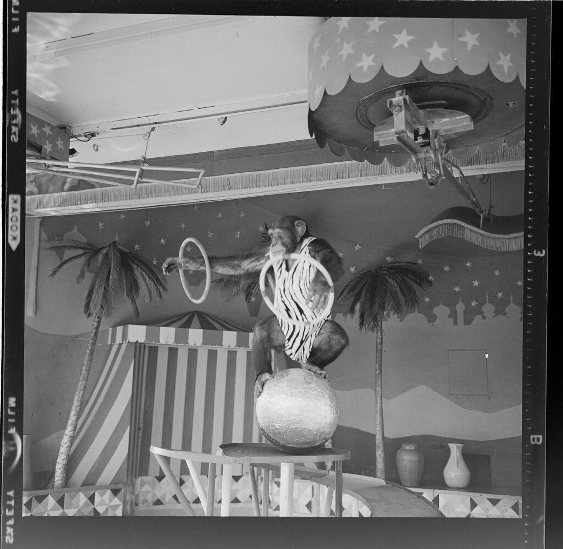 Untitled (chimp performing tricks on ball) by Jack Gould