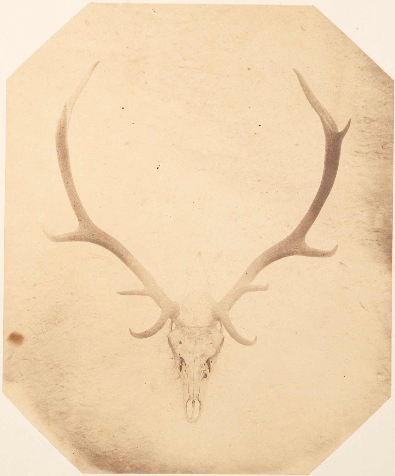 [Stag Trophy Head, Killed by Ned Ross] by Horatio Ross