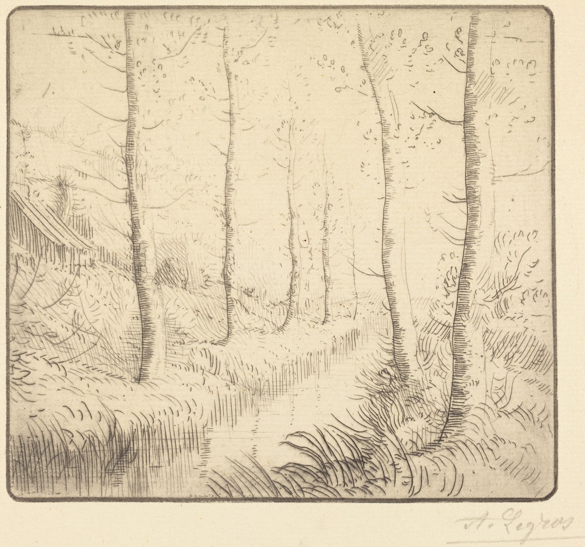 Birch Trees along the Water (Les bouleaux: Bord de l'eau) by Alphonse Legros