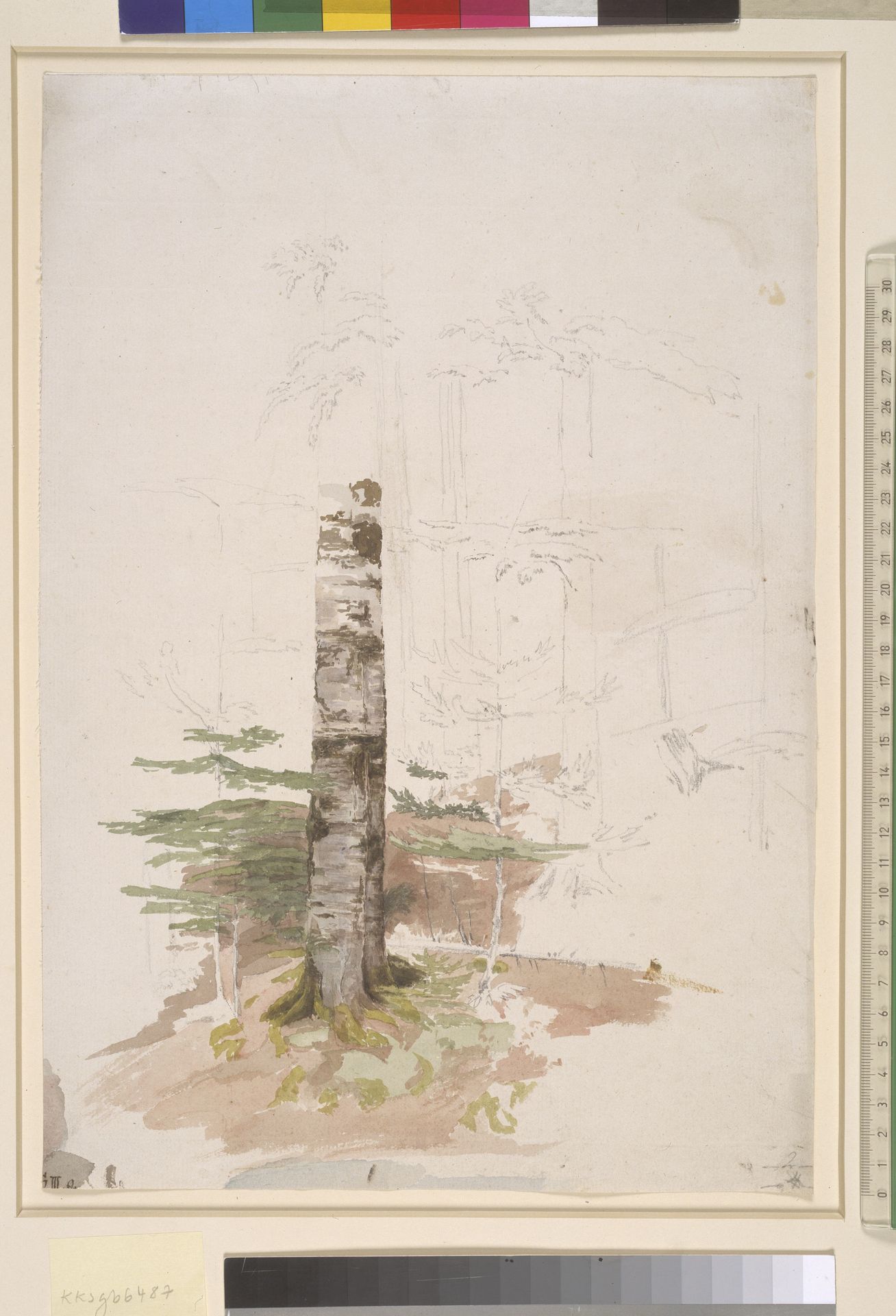 Studie fra det indre af en nåletræskov by Caspar David Friedrich
