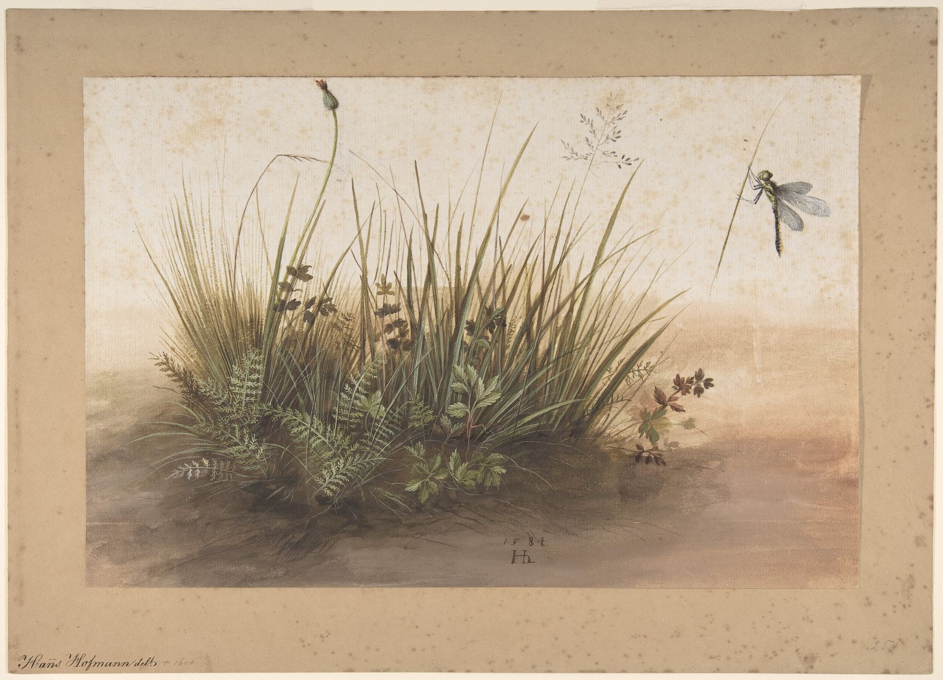 A Small Piece of Turf by Hans Hoffmann