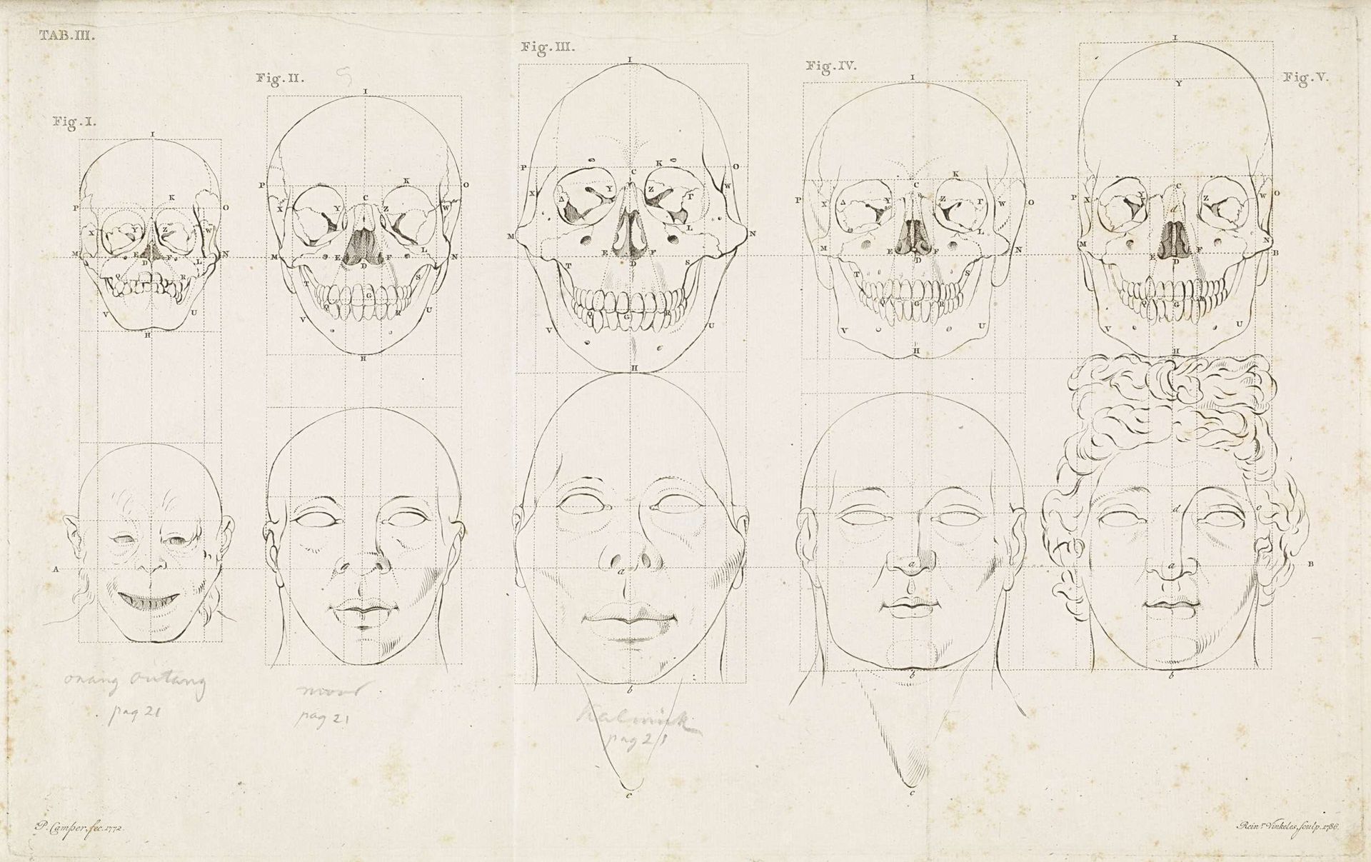 Studie van een apenkop en een menselijke kop en schedel by Reinier Vinkeles