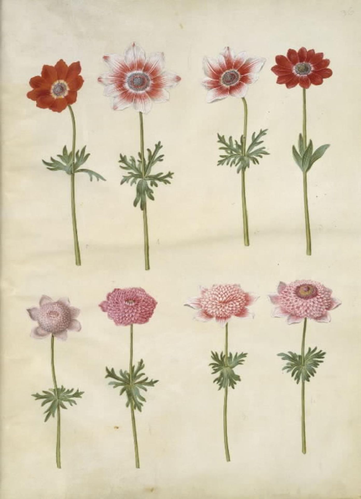 Anemone coronaria L. (fransk anemone); Anemone pavonina (påfugle-anemone) by Hans Simon Holtzbecker