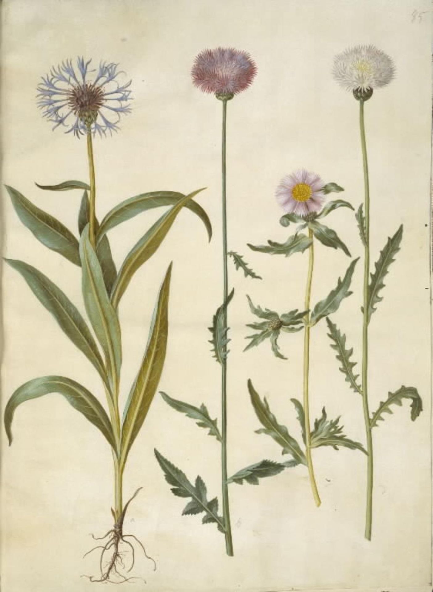 Centaurea montana (bjerg-knopurt); Amberboa moschata (duft-sultan) by Hans Simon Holtzbecker