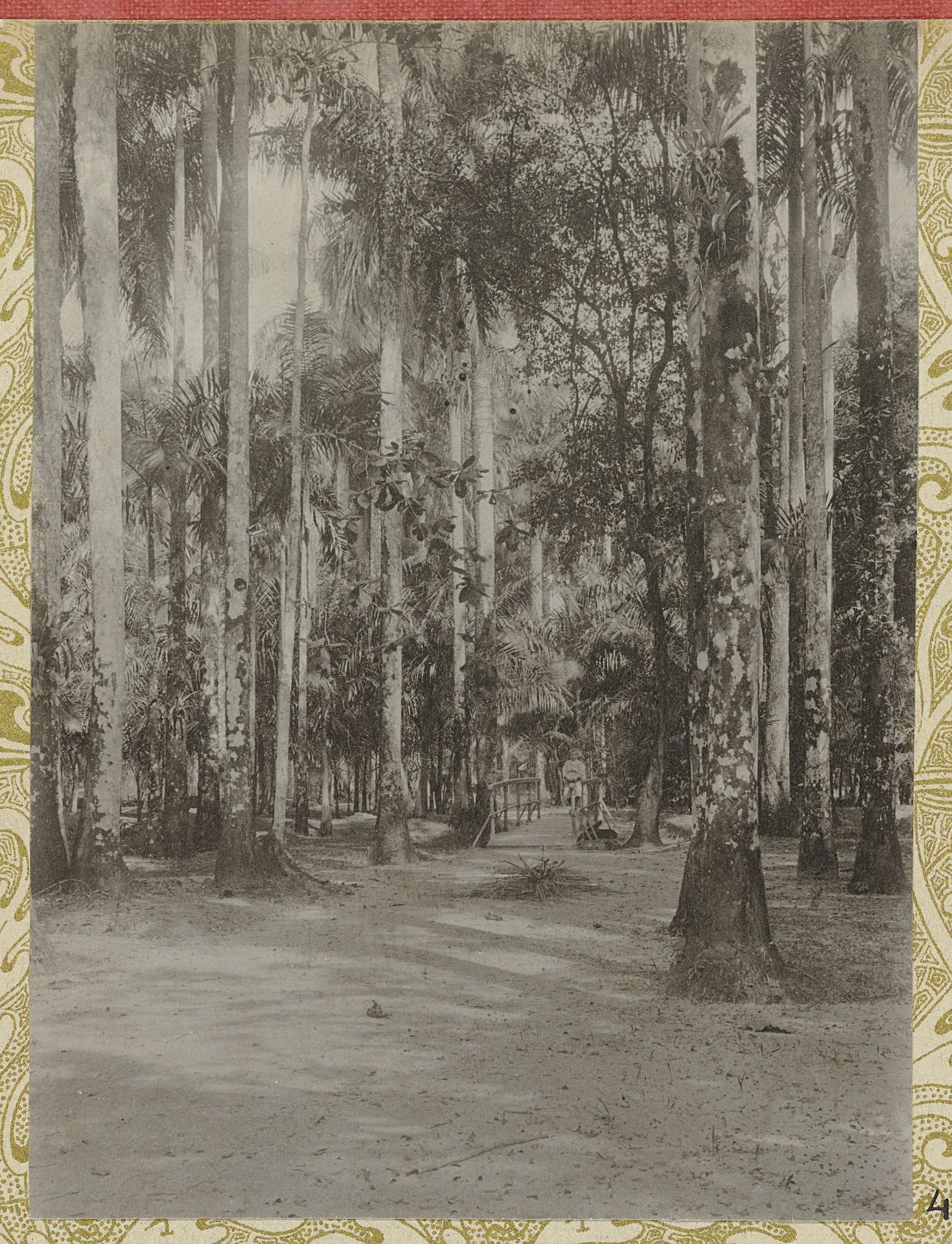 Palmentuin, Paramaribo by Hendrik Doijer