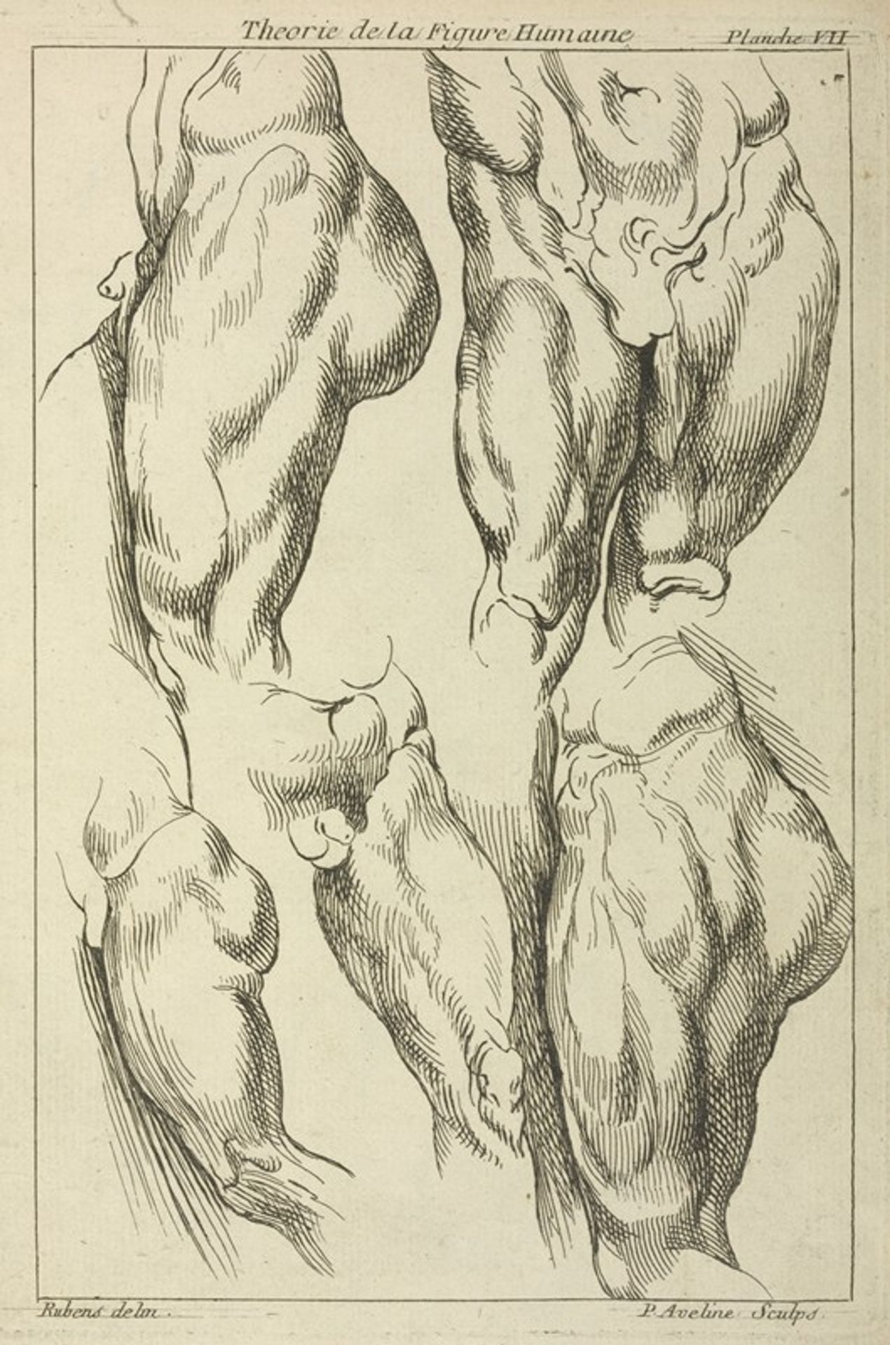 Studies of male loins by Peter Paul Rubens