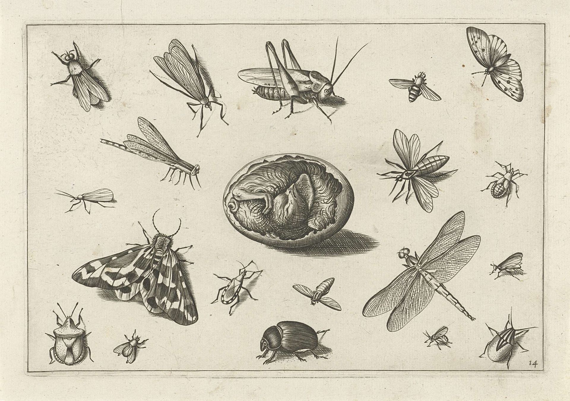 Insecten by Jacob Hoefnagel