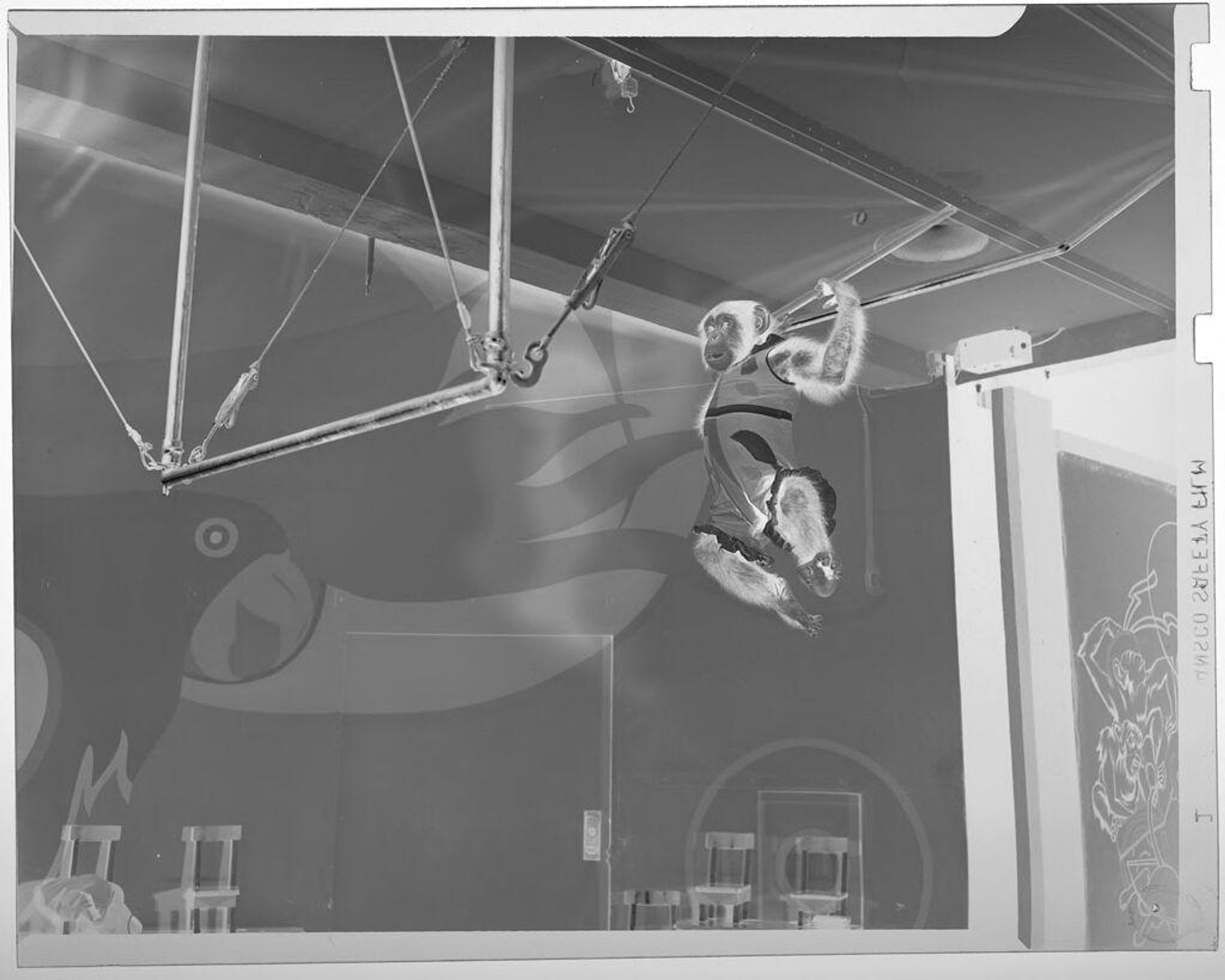 Untitled (chimp swinging from one trapeze to another) by Jack Gould
