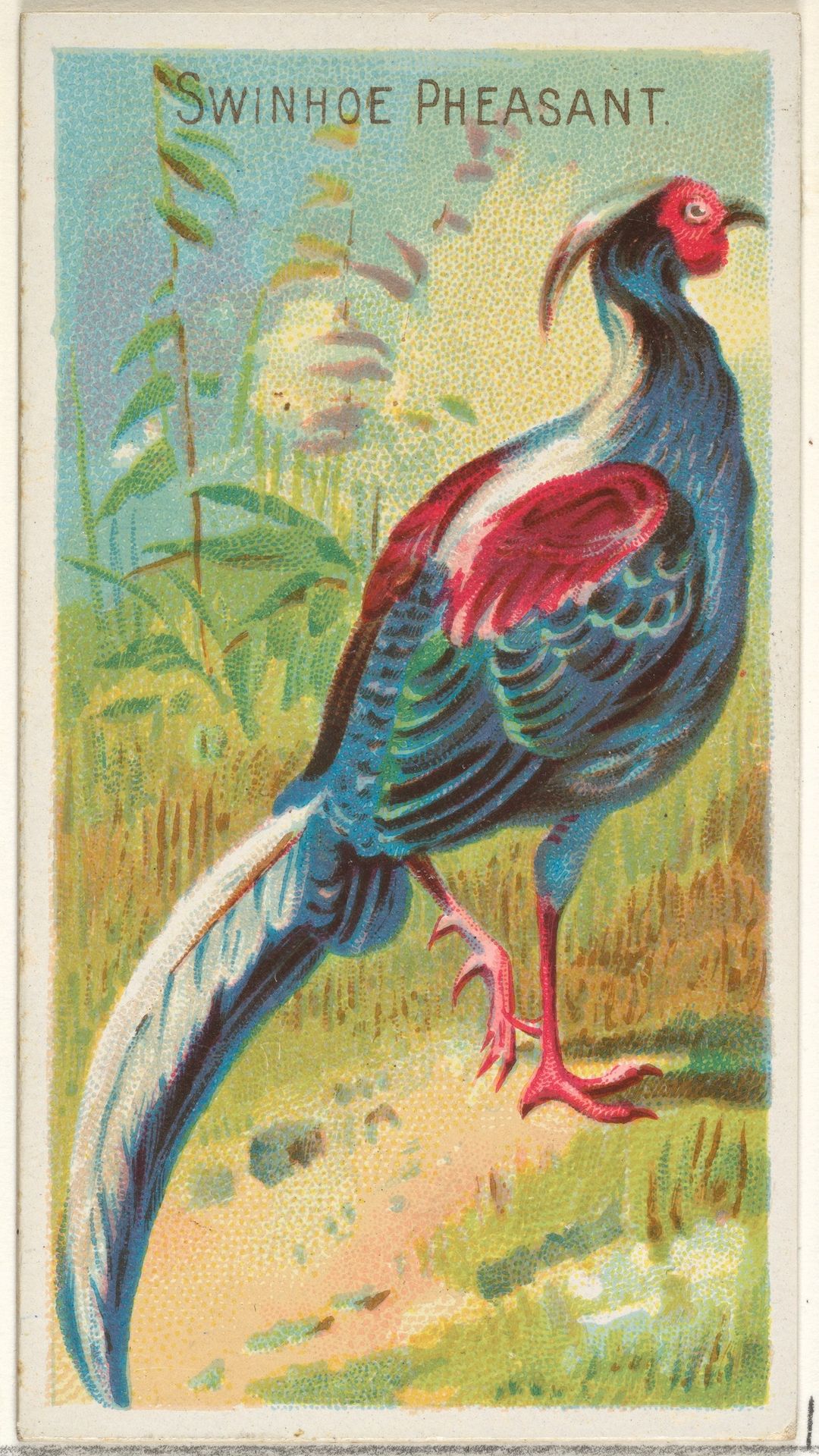 Swinhoe Pheasant, from the Birds of the Tropics series (N5) for Allen & Ginter Cigarettes Brands by Allen & Ginter