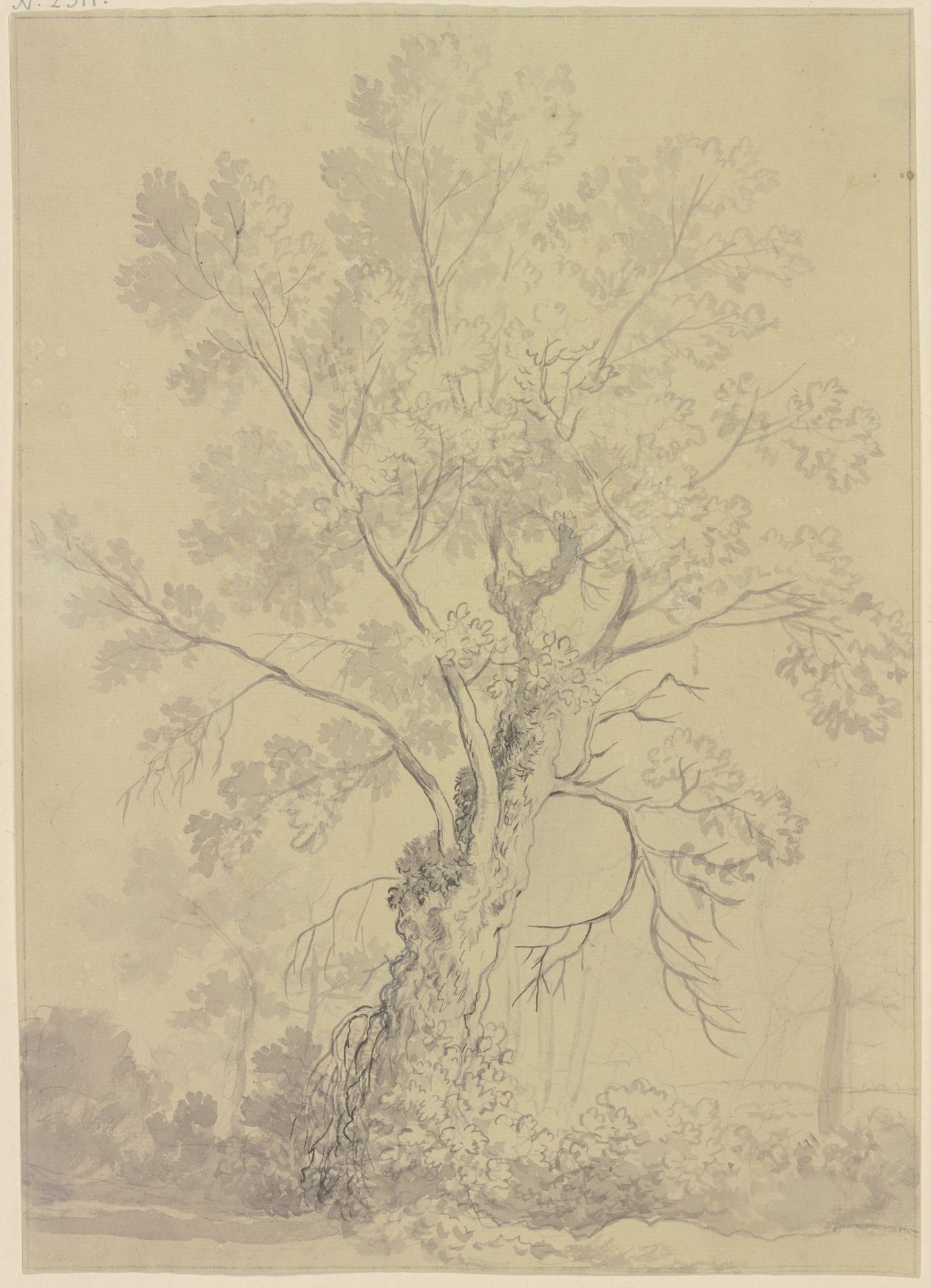 Willow tree by Friedrich Wilhelm Hirt