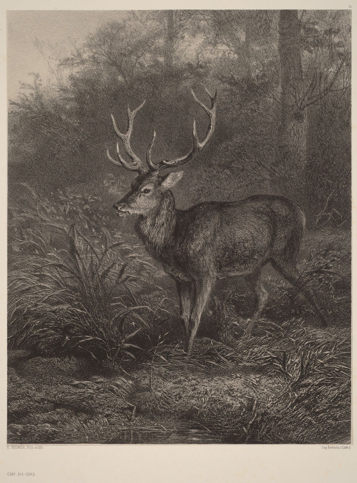 Cerf Dix-Cors by Karl Bodmer