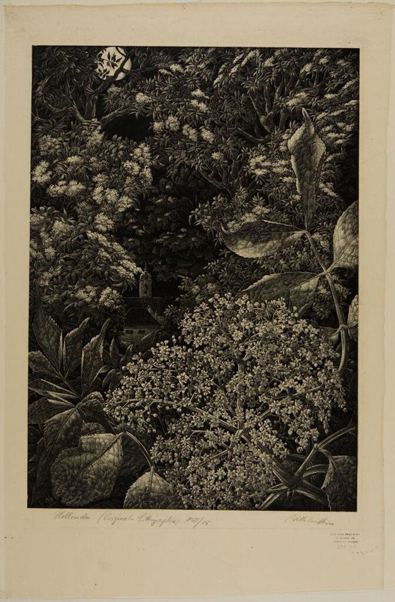 Elder-Blossoms by Wilhelm Heise