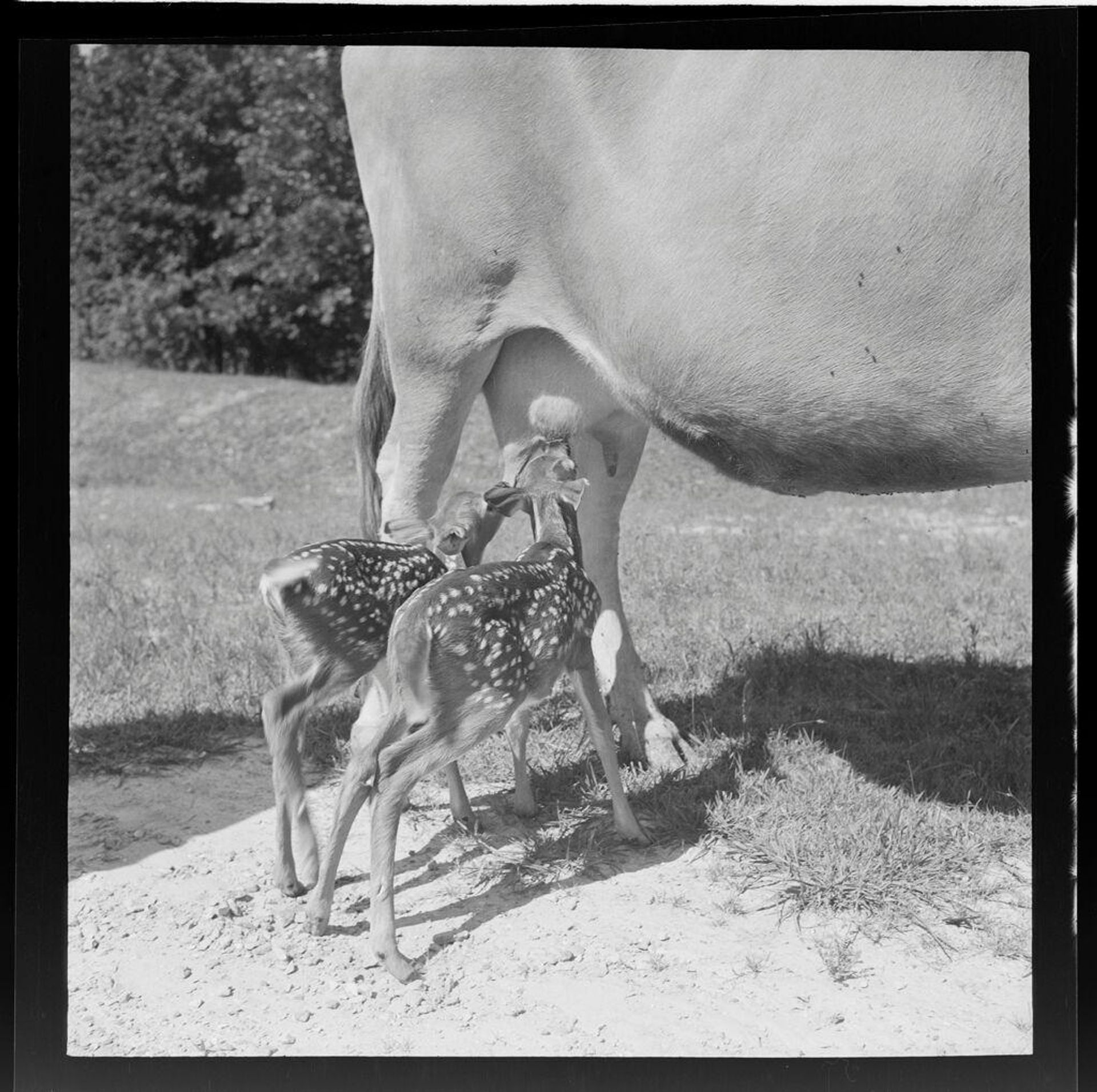 Untitled (baby fawns nursing from cow) by Jack Gould