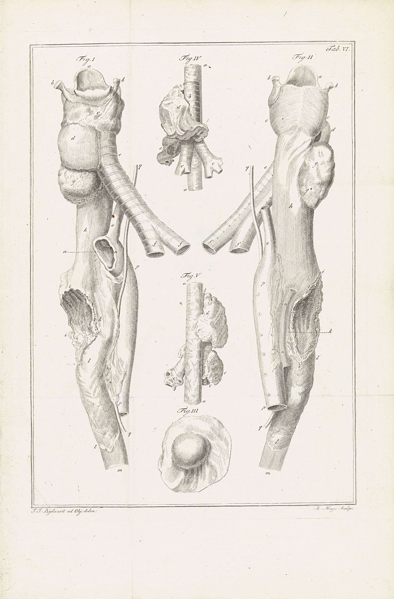 Anatomische afbeelding by Robbert Muys
