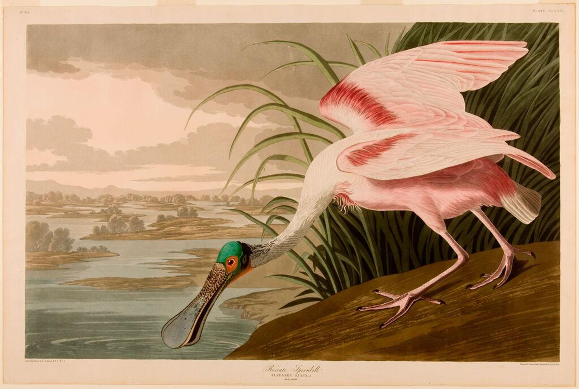 Roseate Spoonbill by Robert Havell Jr.