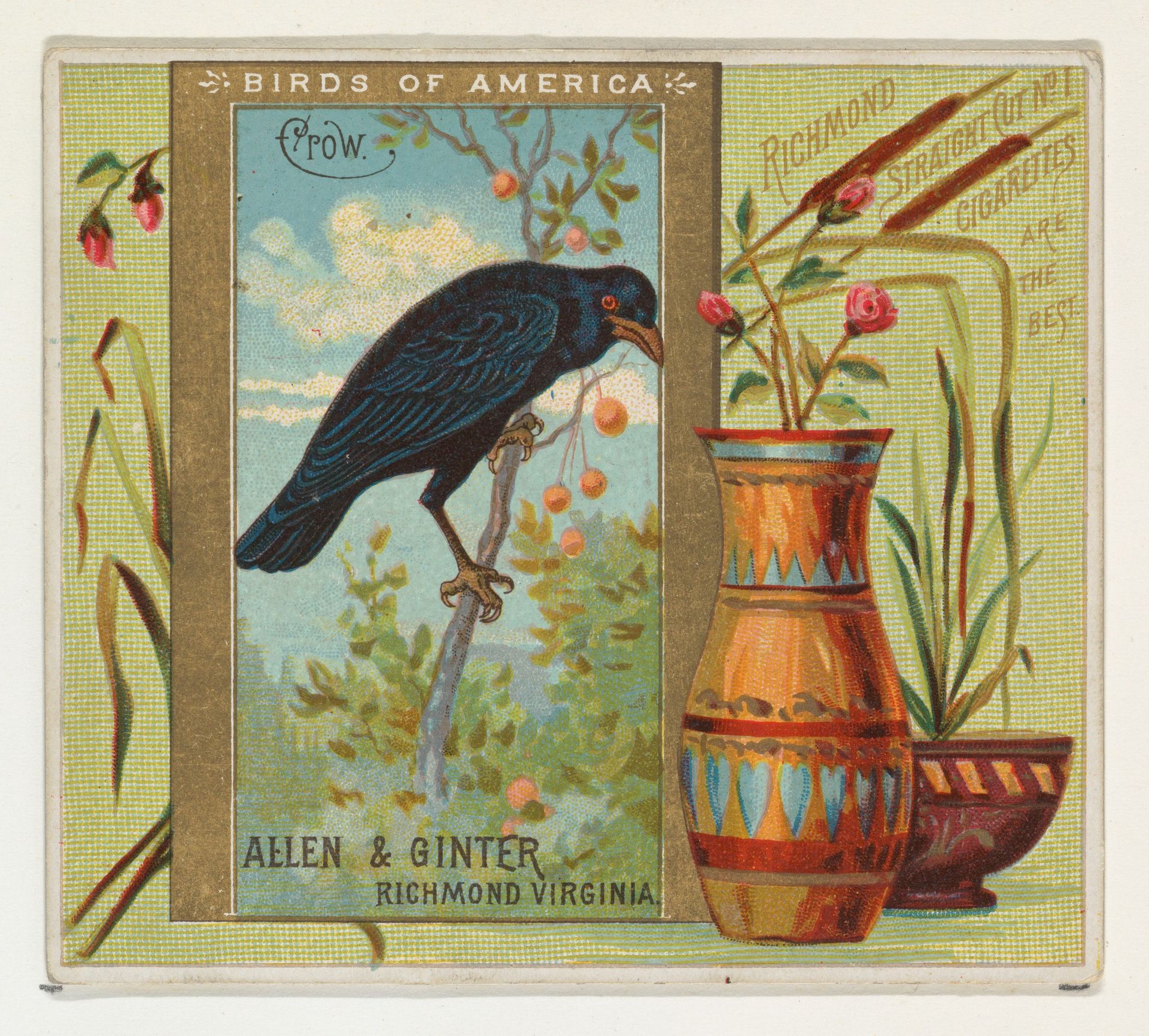 Crow, from the Birds of America series (N37) for Allen & Ginter Cigarettes by Allen & Ginter