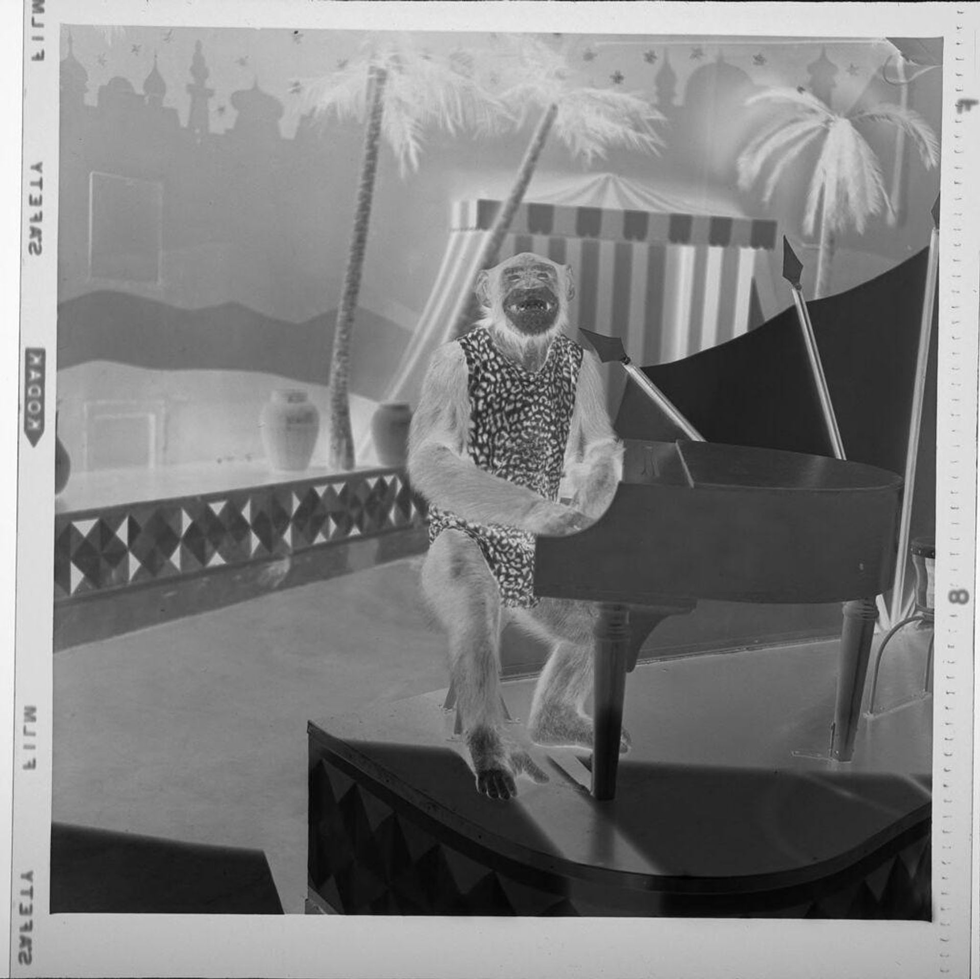 Untitled (chimp playing the piano) by Jack Gould