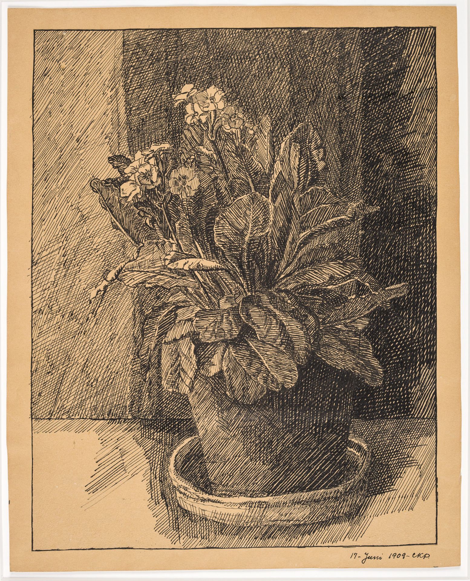 Urtepotte med primula by Christian Kongstad Petersen