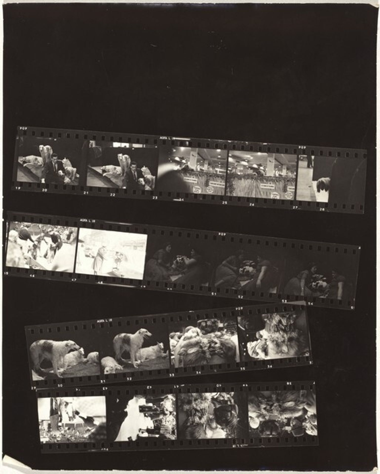 Dogs 1 by Robert Frank