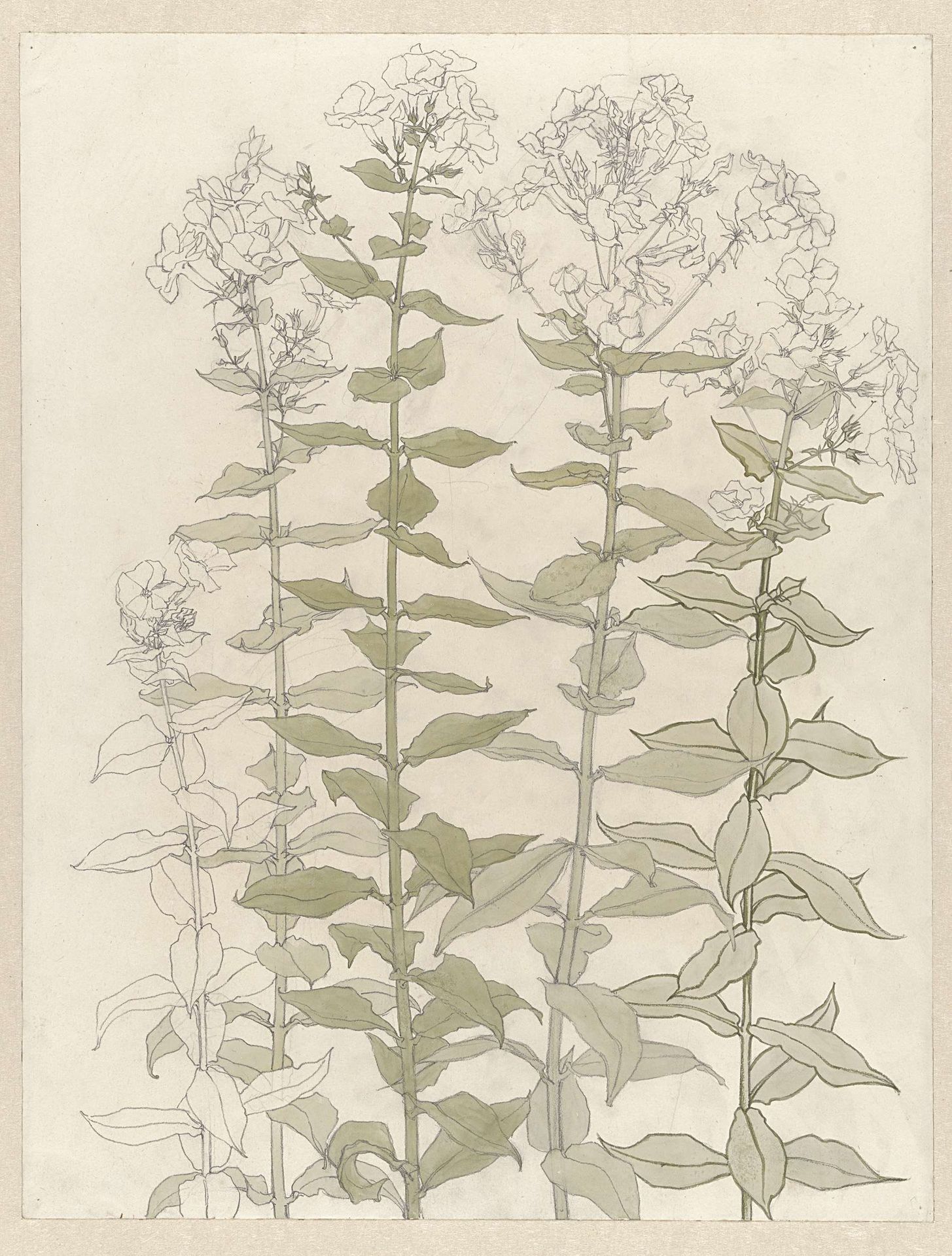 Studies van flox by Julie de Graag