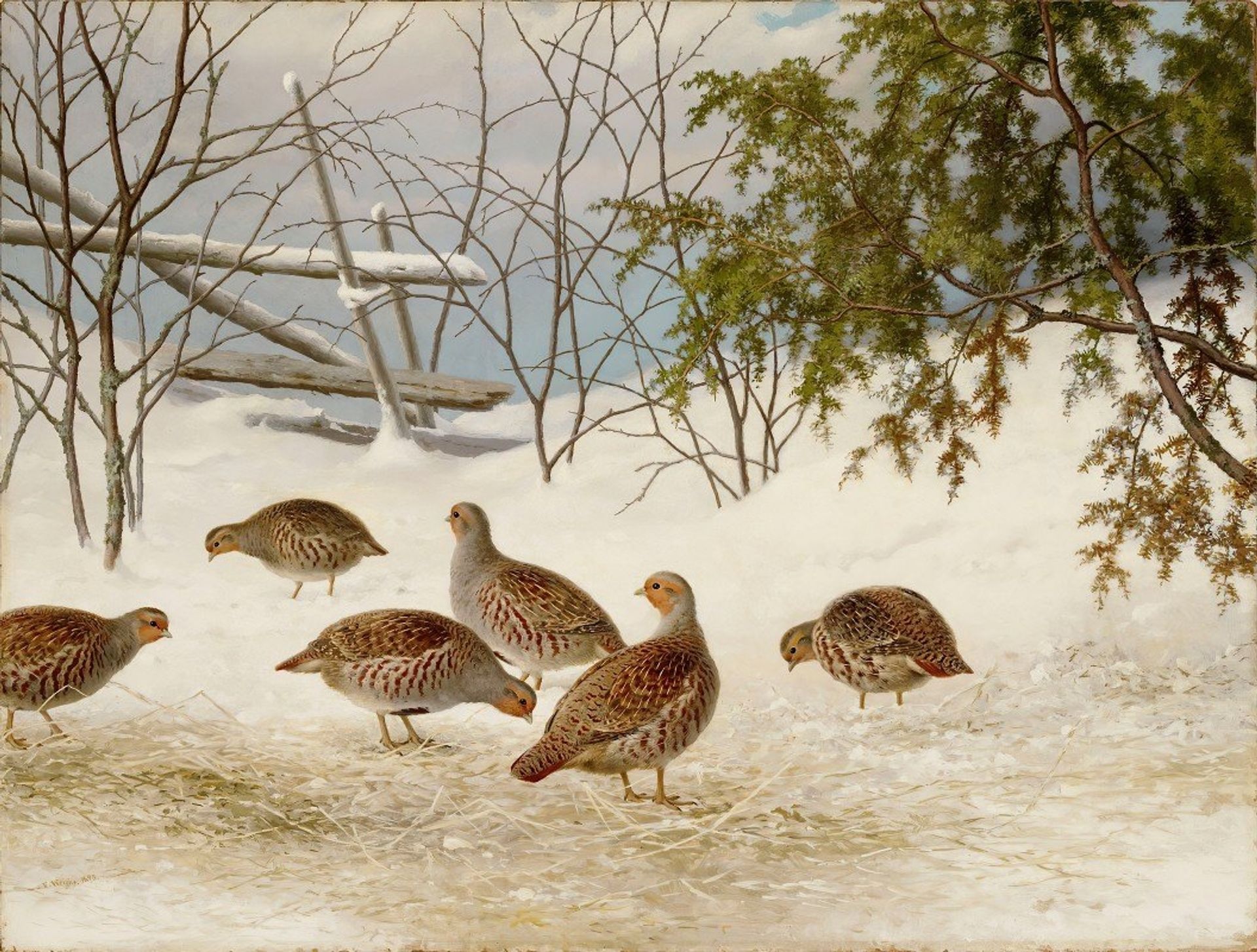 Partridges In Snow by Ferdinand von Wright