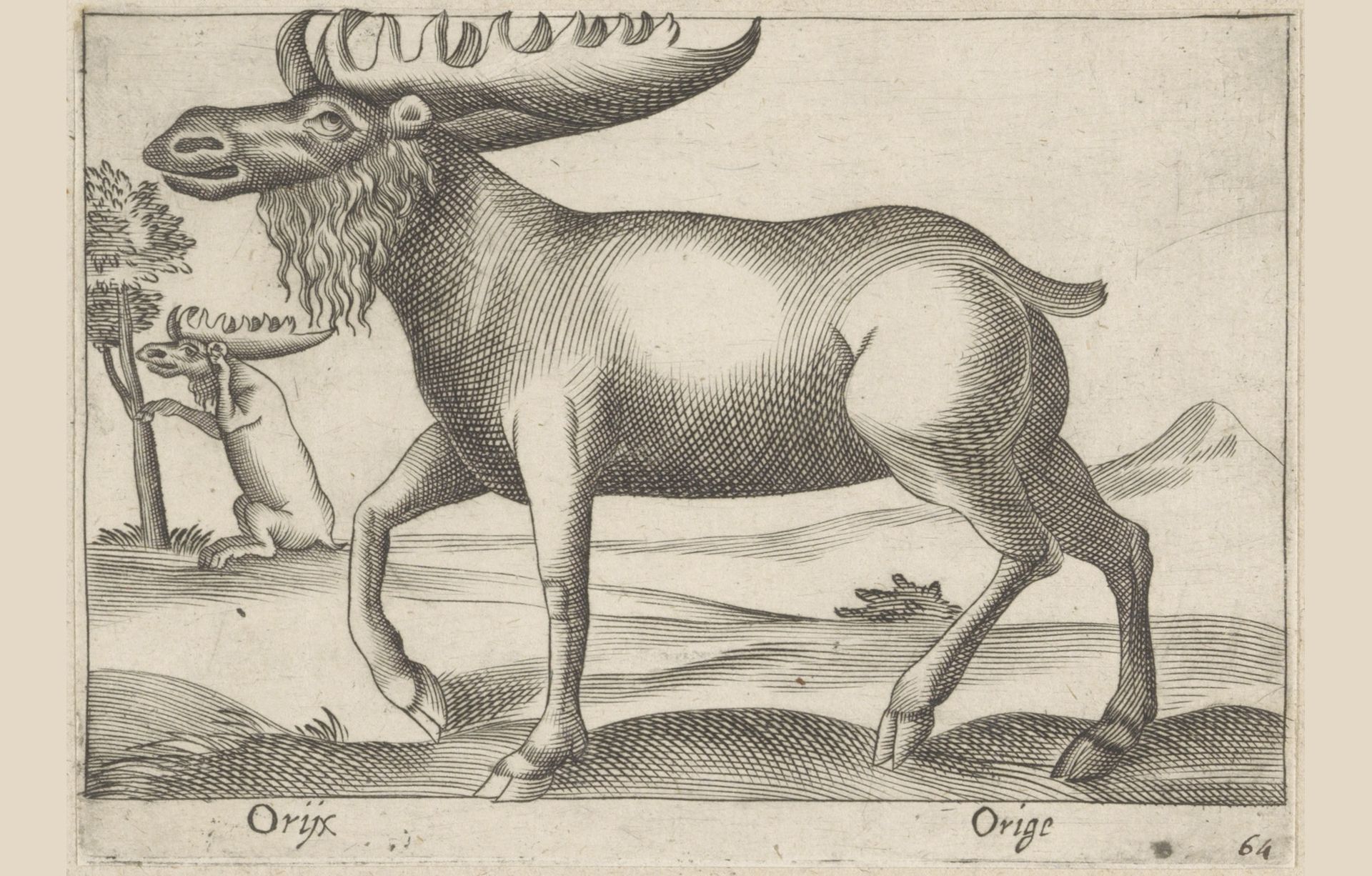 Eland by Antonio Tempesta