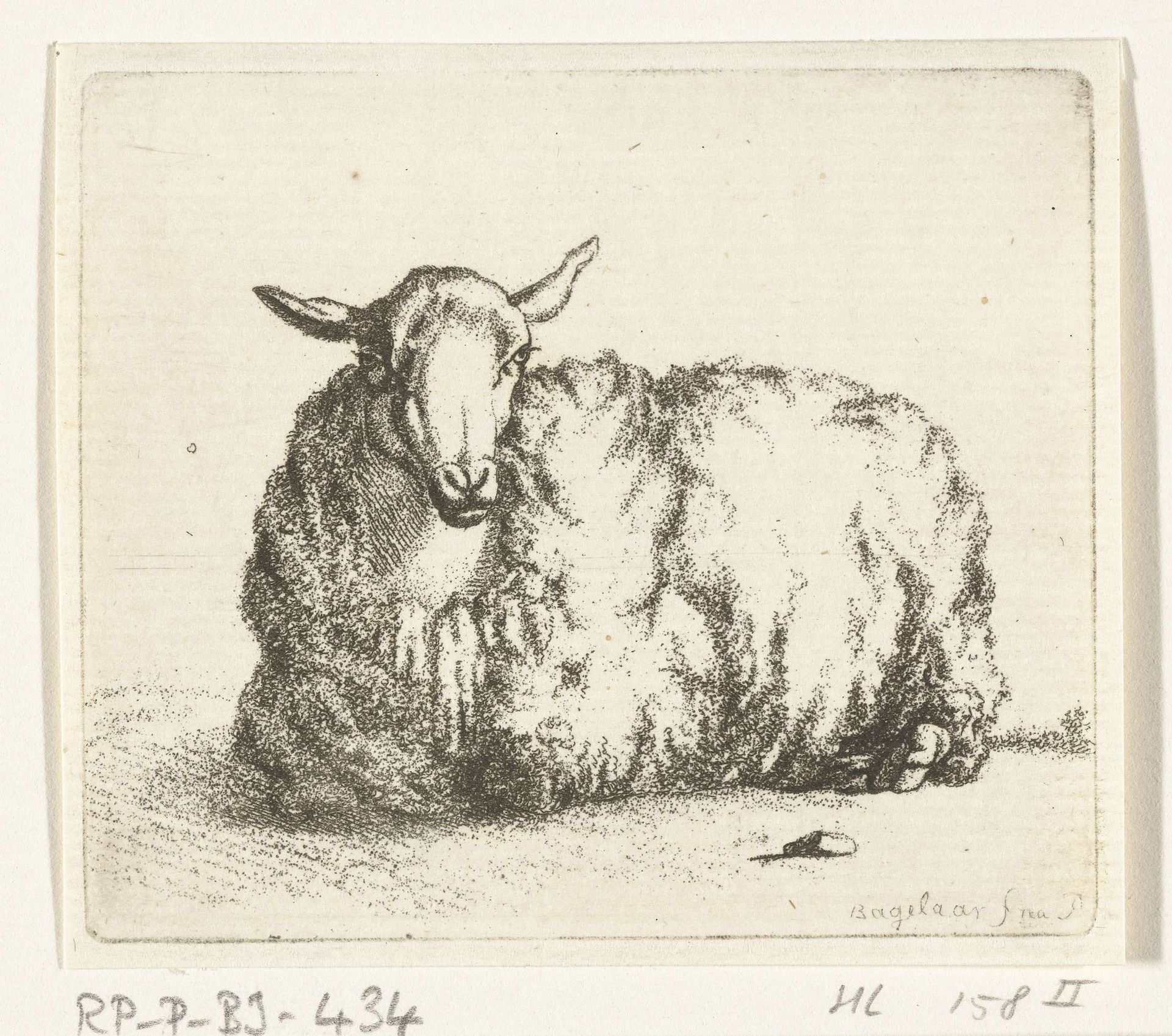 Liggend schaap van voren by Ernst Willem Jan Bagelaar