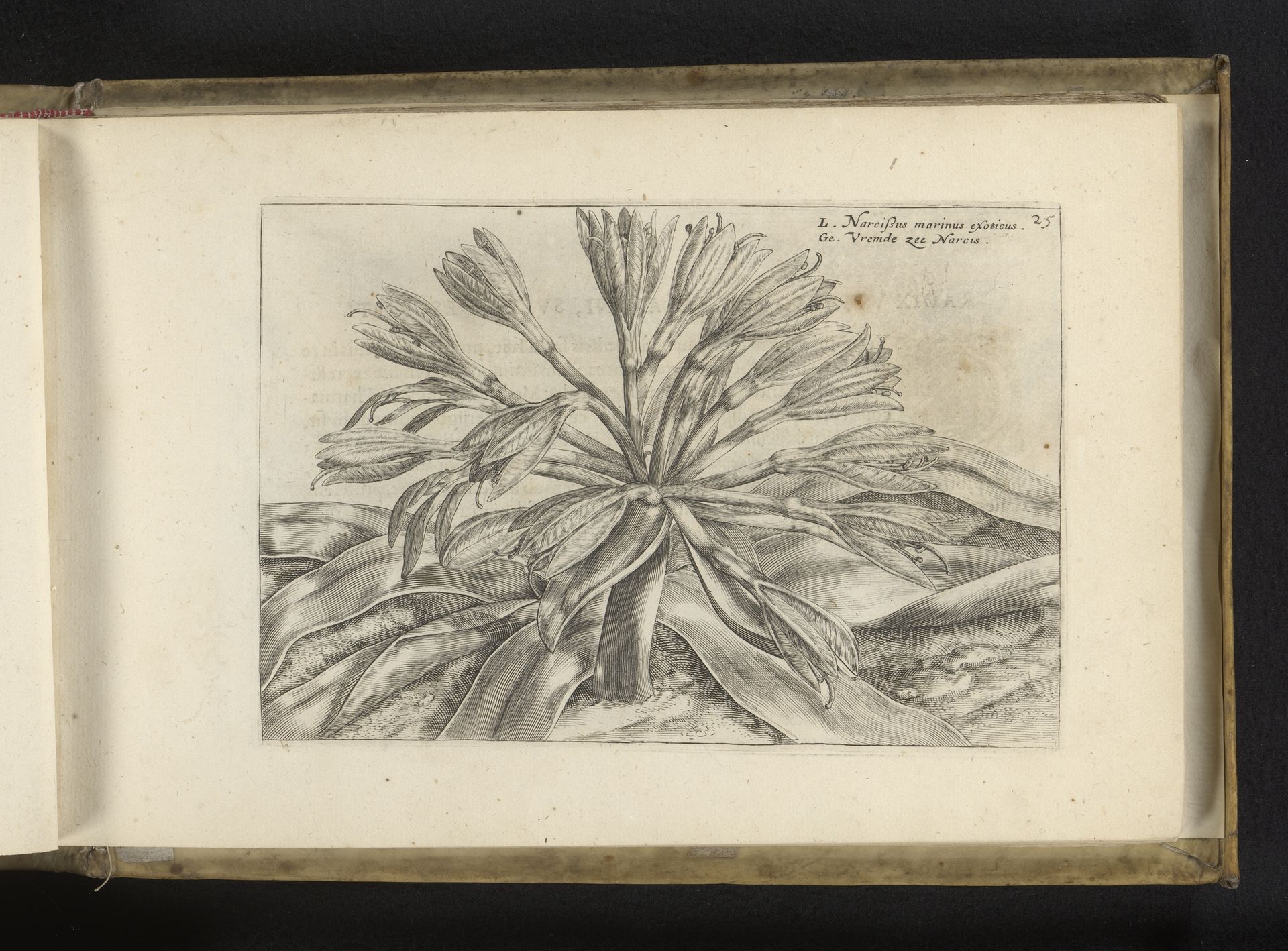 Strandnarcis (Pancratium maritimum) by Crispijn van de (II) Passe