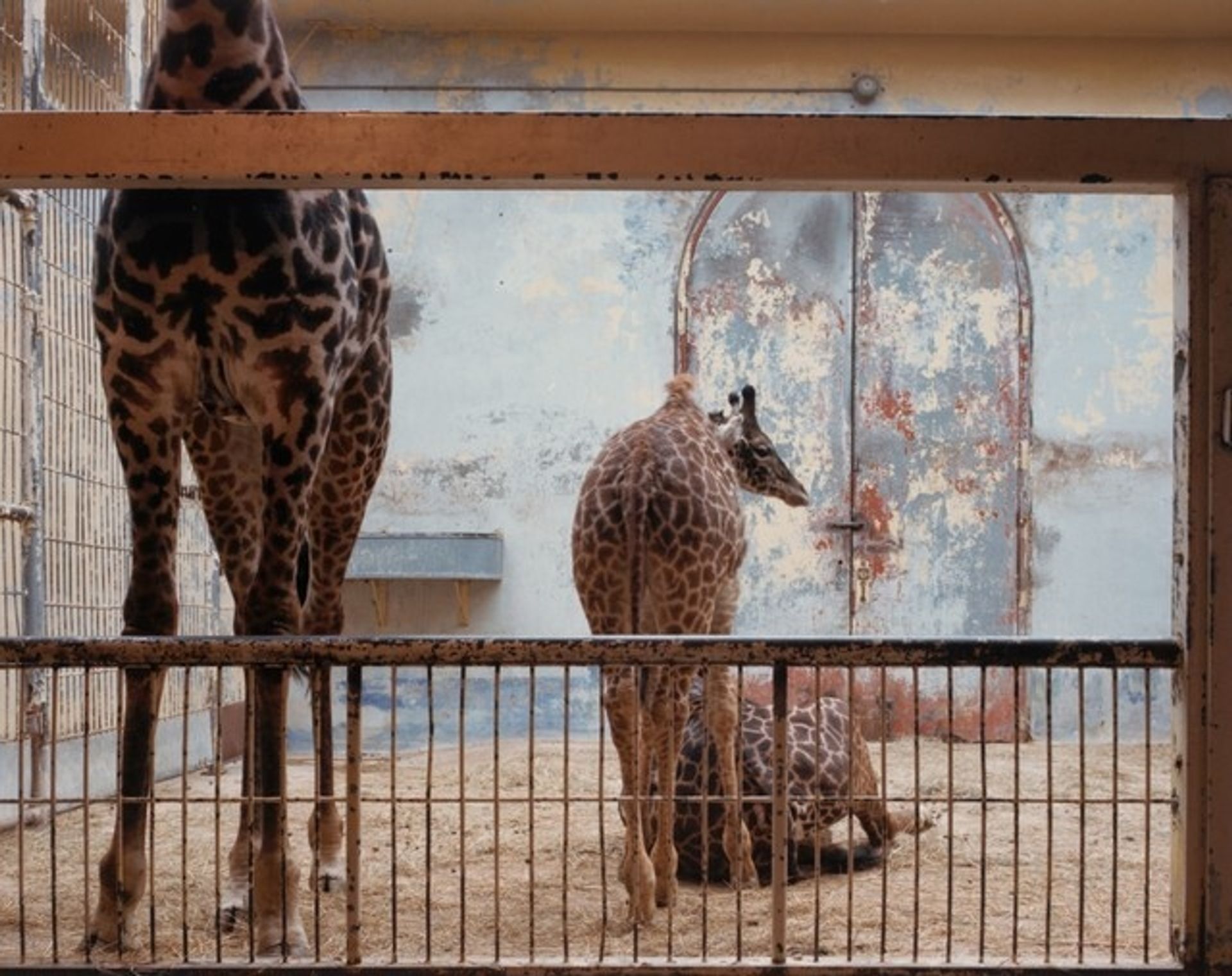 Giraffes, National Zoo, Washington D.C. by Volker Seding