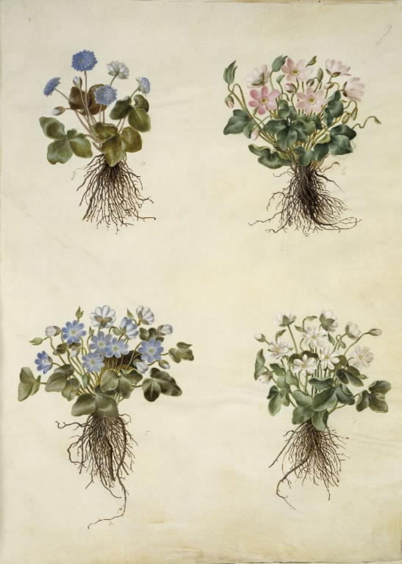 Anemone hepatica (blå anemone) by Hans Simon Holtzbecker