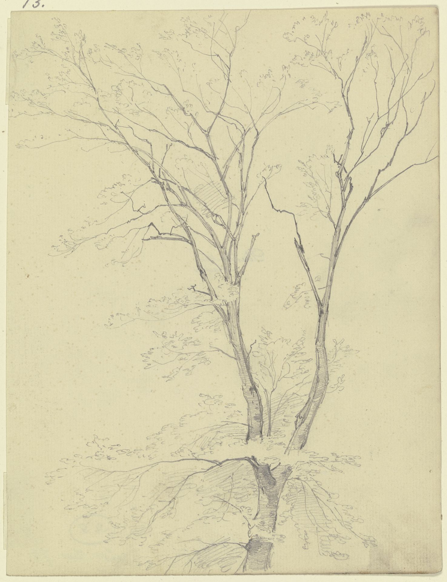 Treetop by Peter Becker