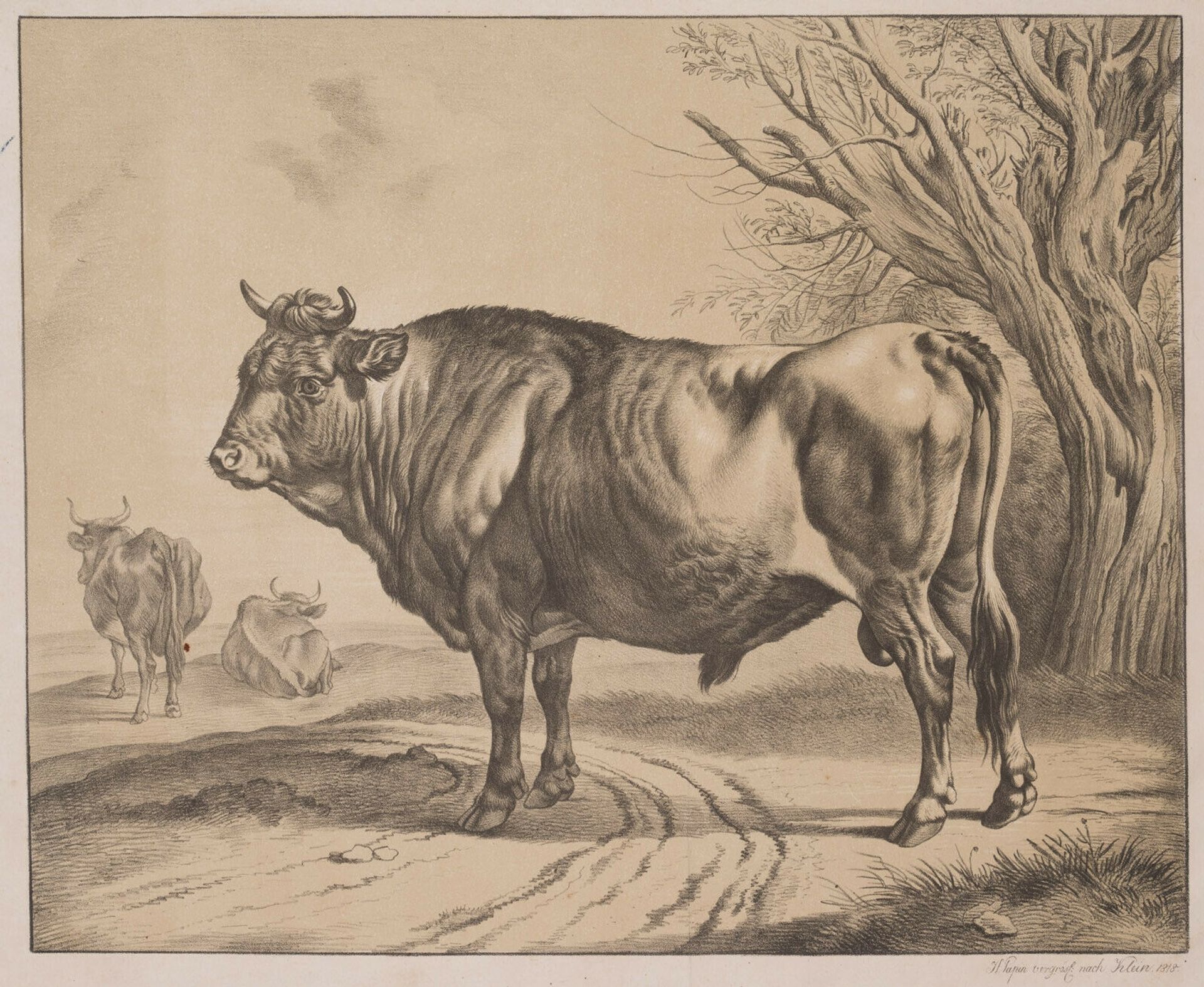 Breeding bull (after Joh.Adam Klein) by Heinrich Papin