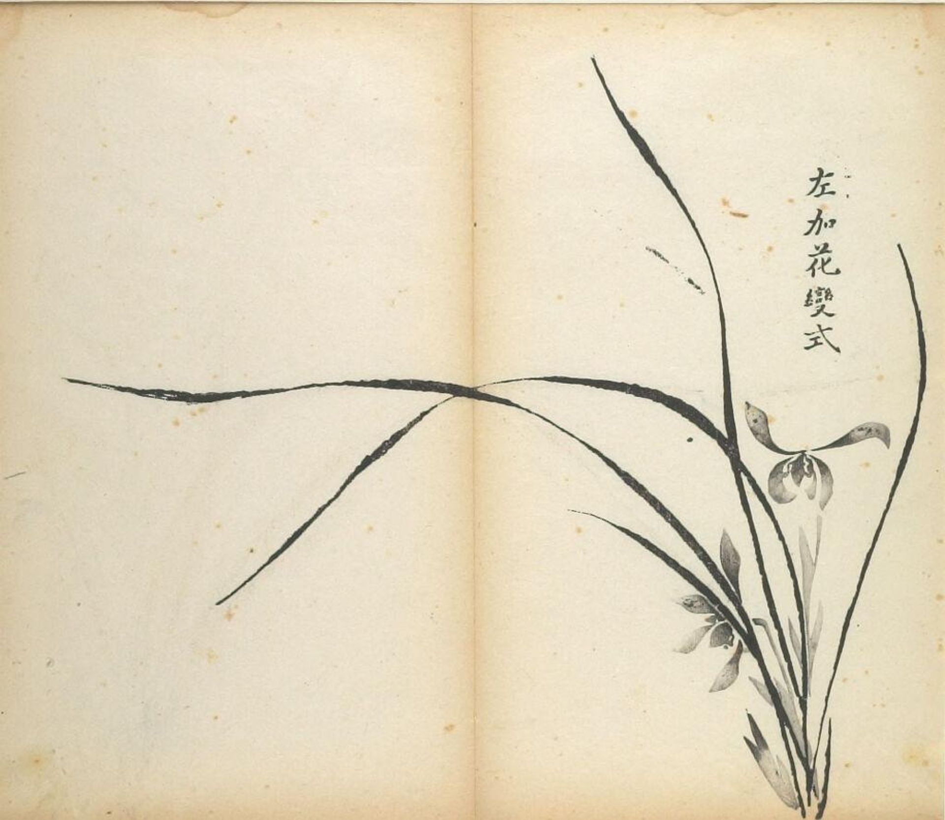 Orchids -- Illustration from the Ten Bamboo Studio Manual of Calligraphy and Painting (Shizhuzhai shuhua pu) by Hu Zhengyan