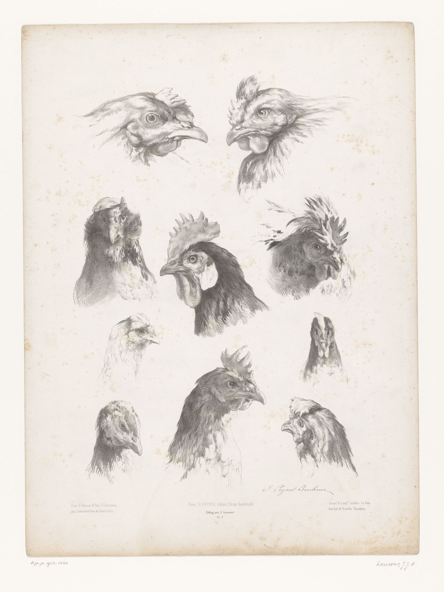 Studies van tien koppen van verschillende kippen by Jules Laurens