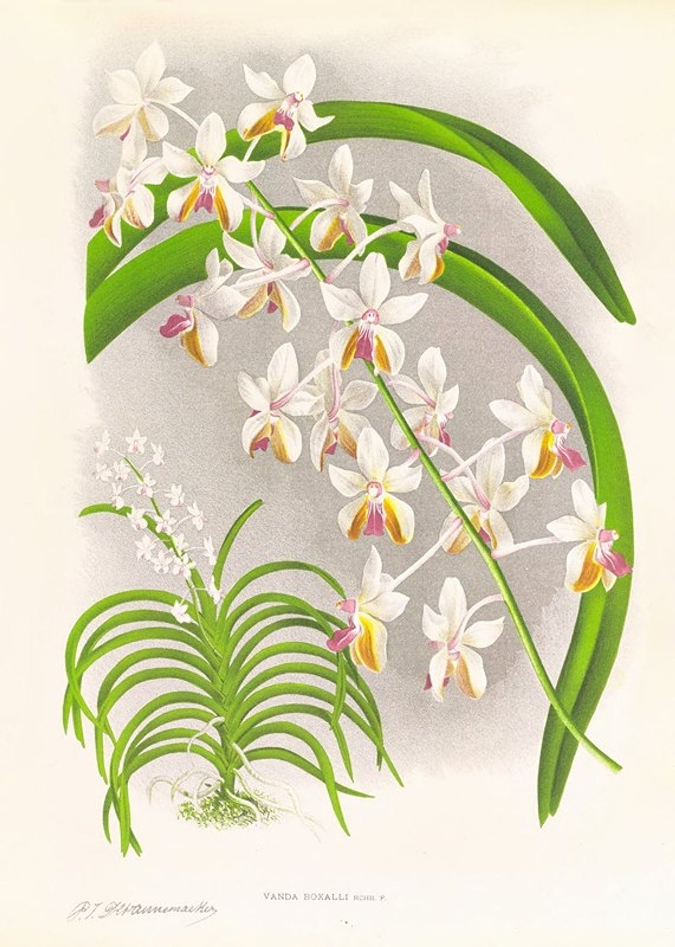 Vanda Boxalli by Jean Jules Linden